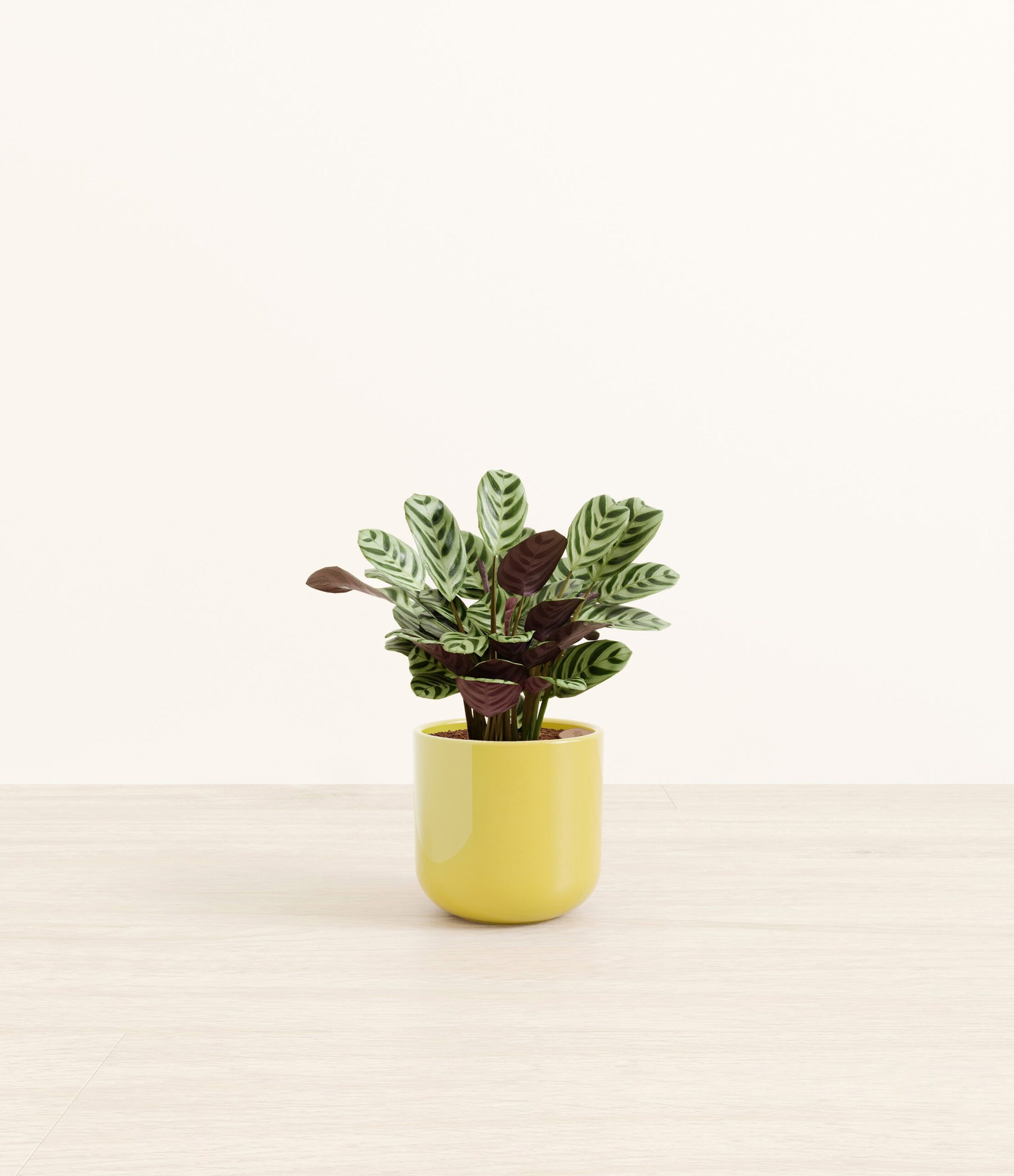 MarxiiCalatheaSmall_Key-lime_Yellow.jpg