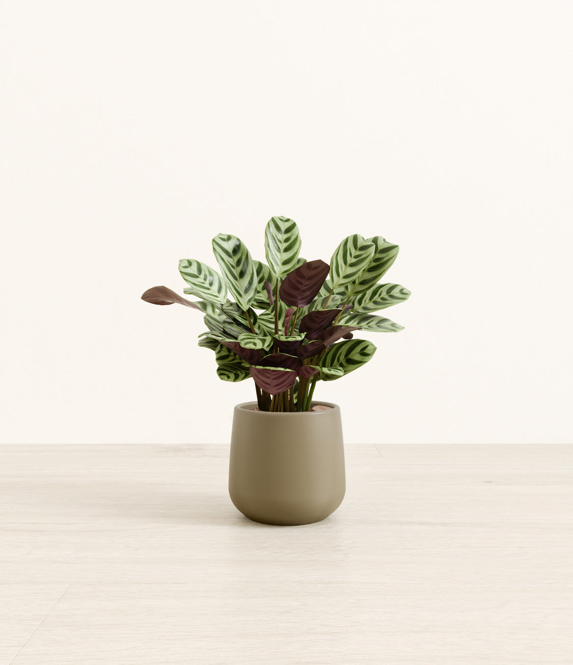 Marxii_Calathea_Amber_small_army_green.jpg