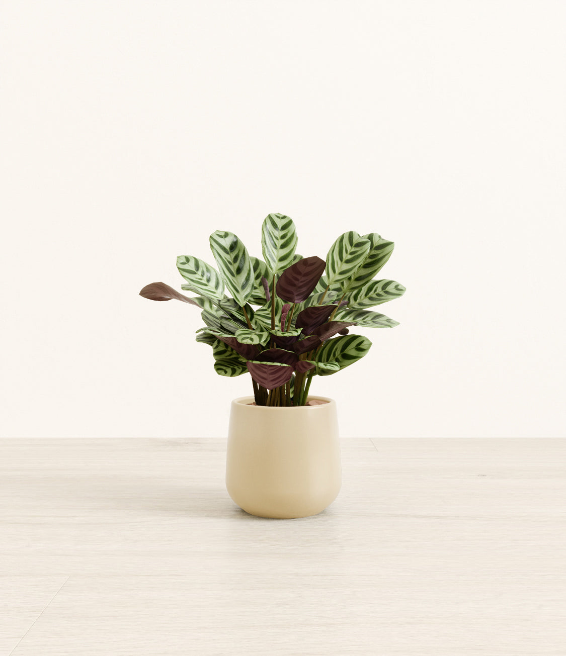 Marxii_Calathea_Amber_small_beige.jpg