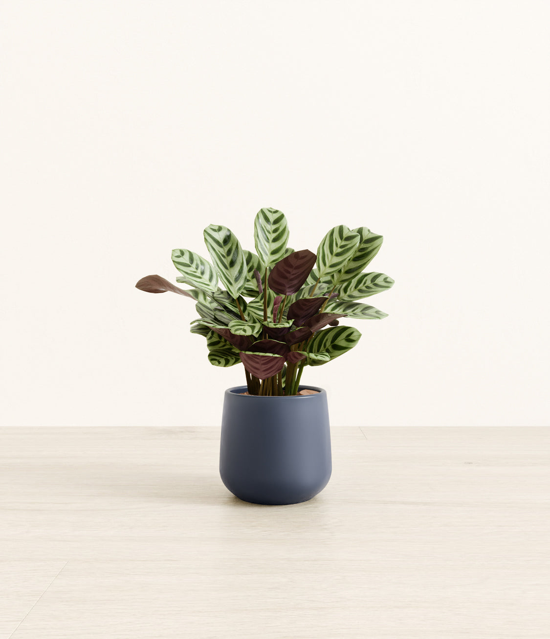 Marxii_Calathea_Amber_small_blue.jpg