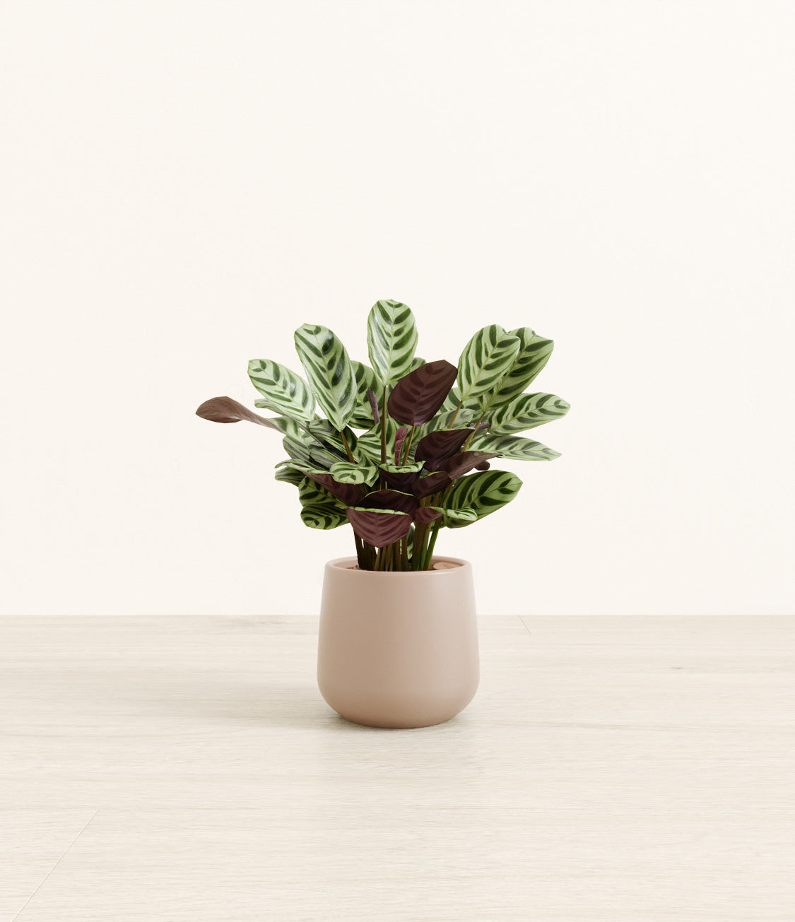 Marxii_Calathea_Amber_small_light_grey.jpg