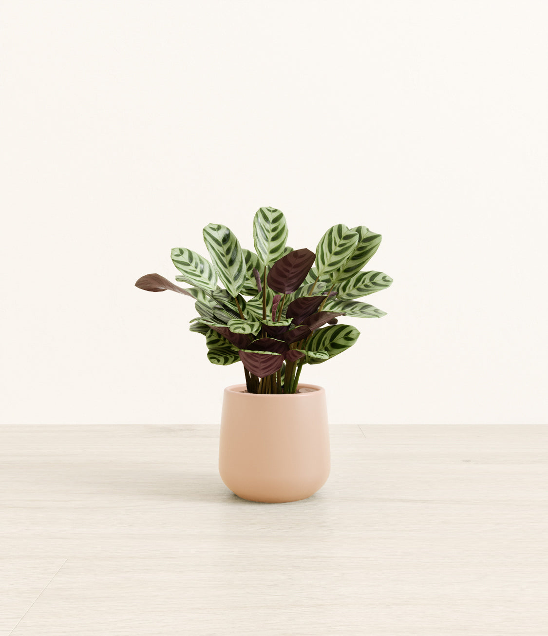 Marxii_Calathea_Amber_small_light_pink.jpg