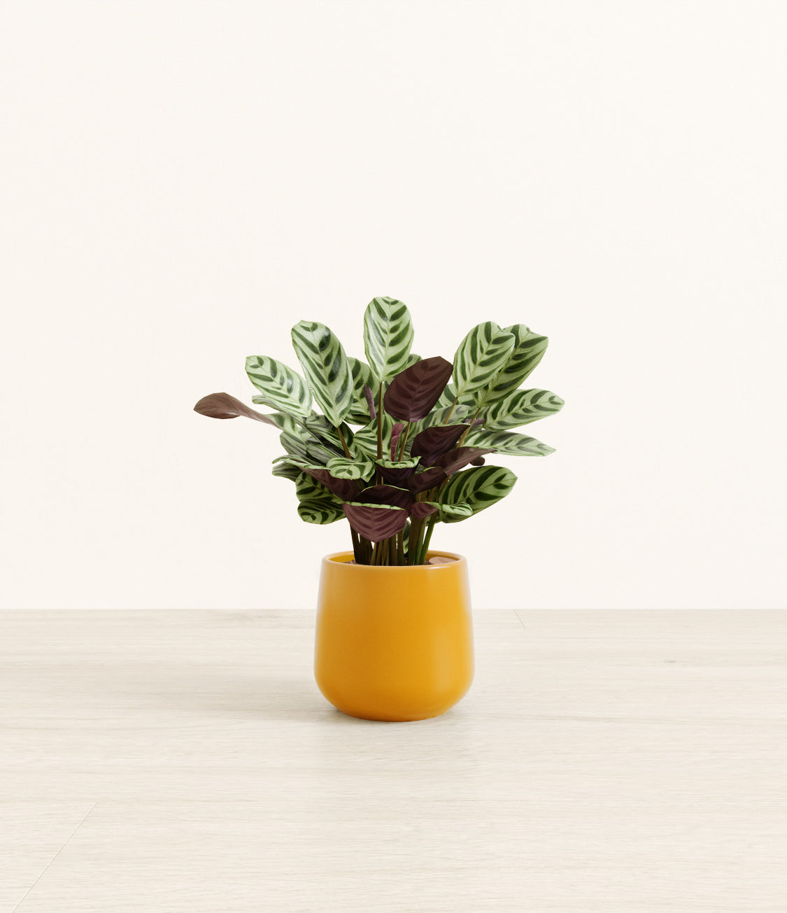 Marxii_Calathea_Amber_small_mustard_yellow.jpg