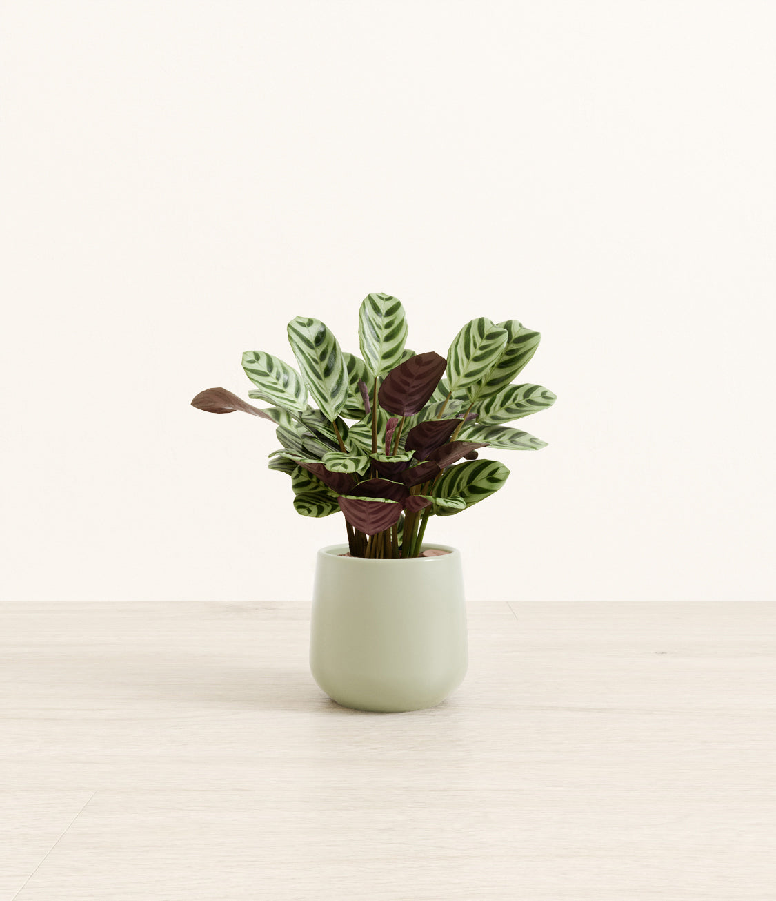 Marxii_Calathea_Amber_small_ocean_light.jpg