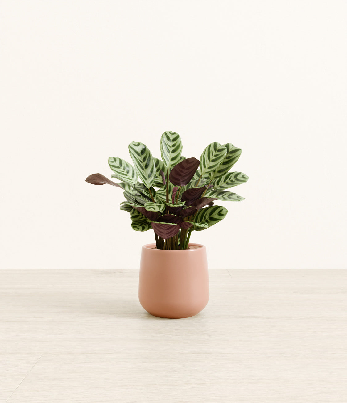 Marxii_Calathea_Amber_small_old_rose.jpg