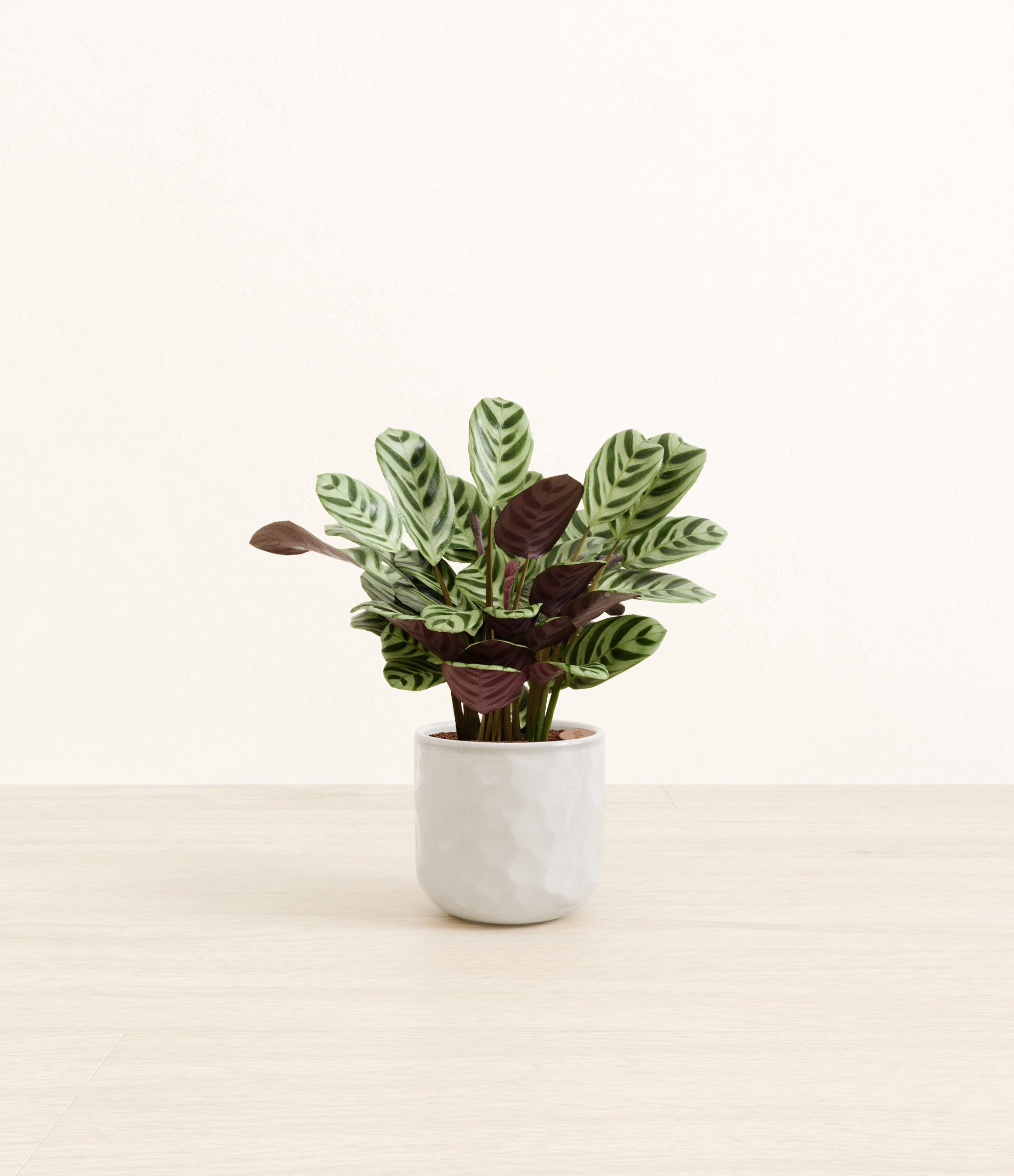 Marxii_Calathea_Hammerd_Ivory.jpg