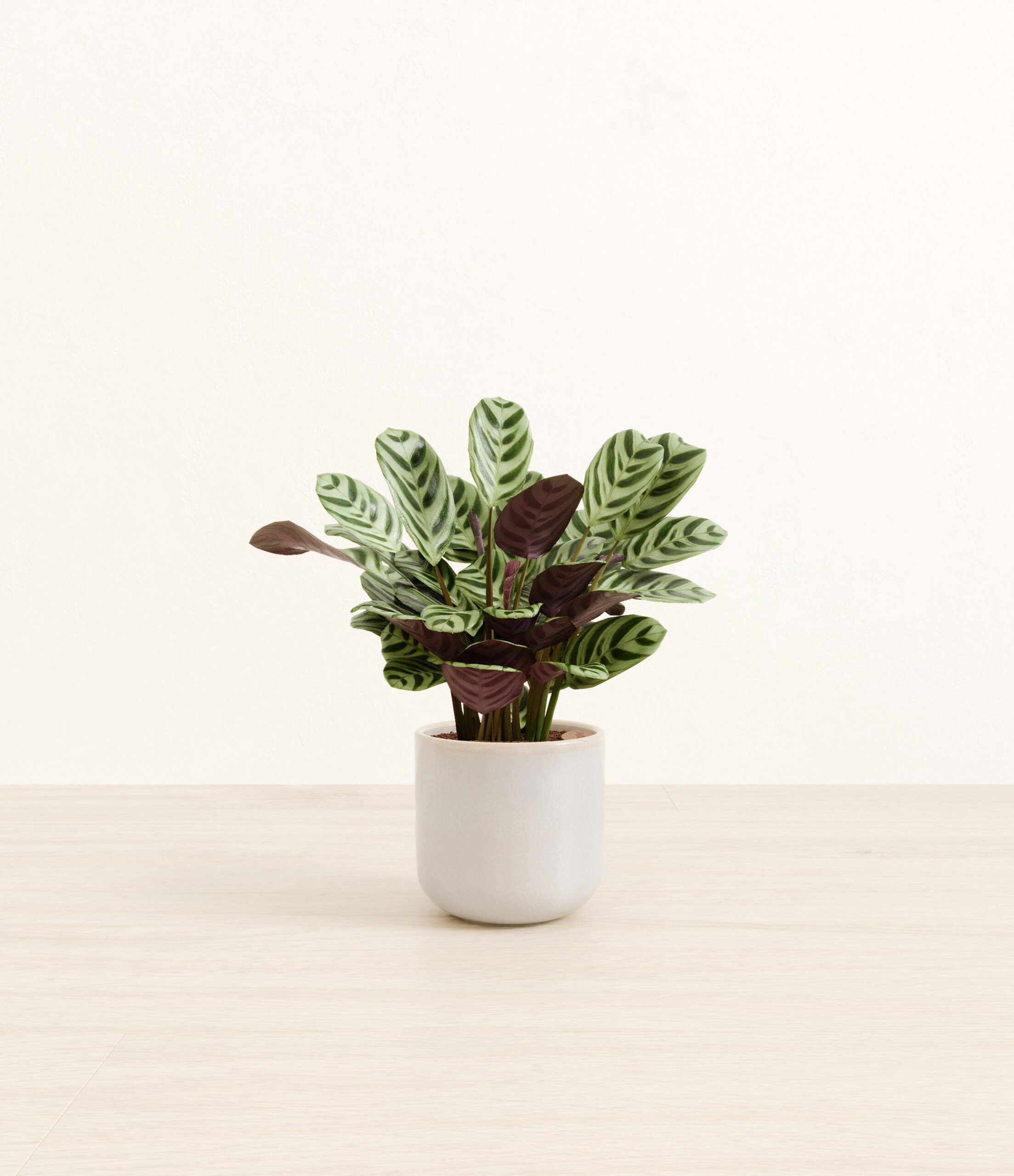 Marxii_Calathea_Snowdrift_White.jpg