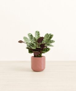 Marxii Calathea - Small Small Yoko