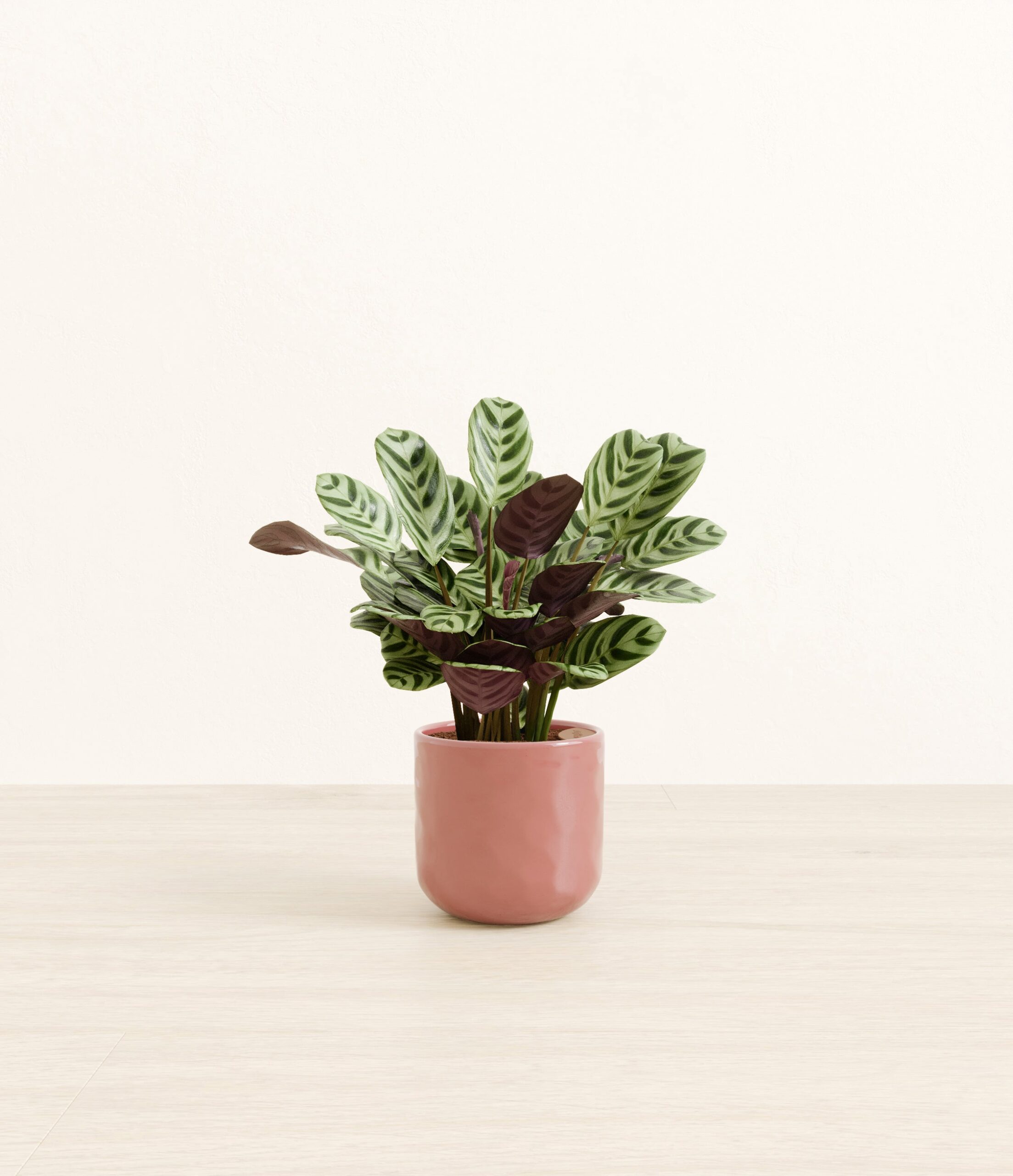 Marxii_Calathea_pink_hammered.jpg