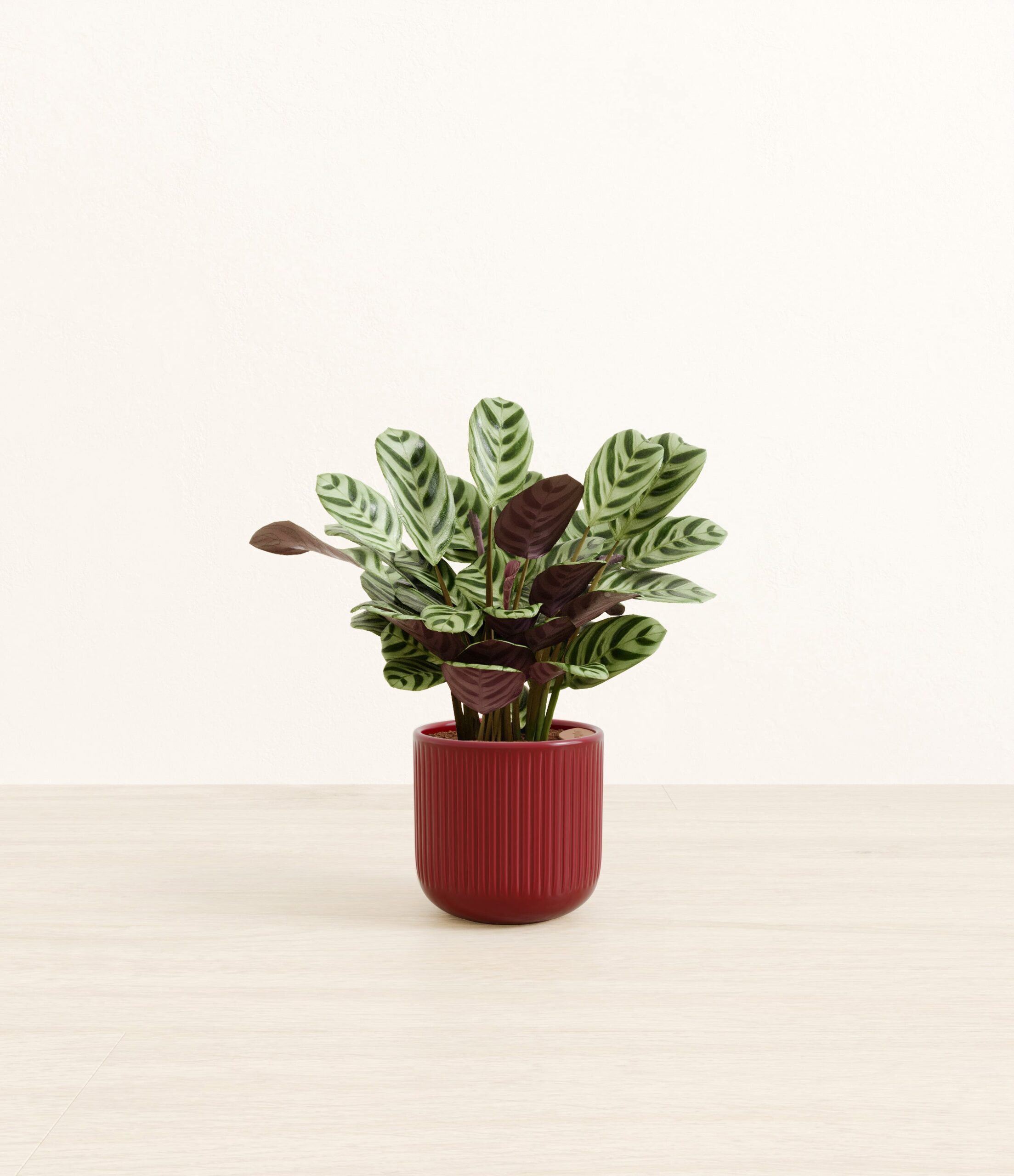 Marxii_Calathea_red_striped.jpg
