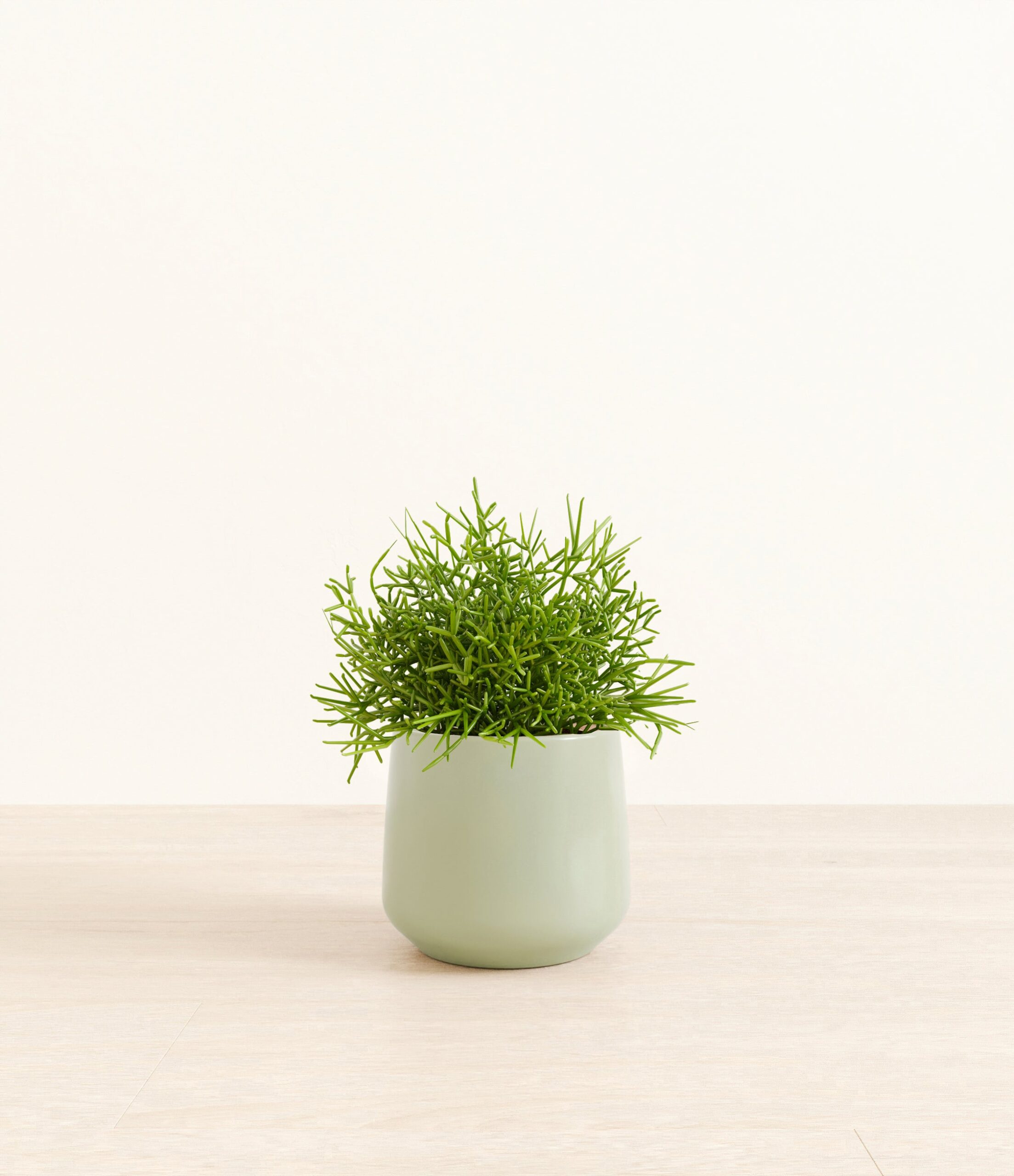 Medium_Mistletoe_Cactus_Amber__0000_Layer_1_copy_7.jpg
