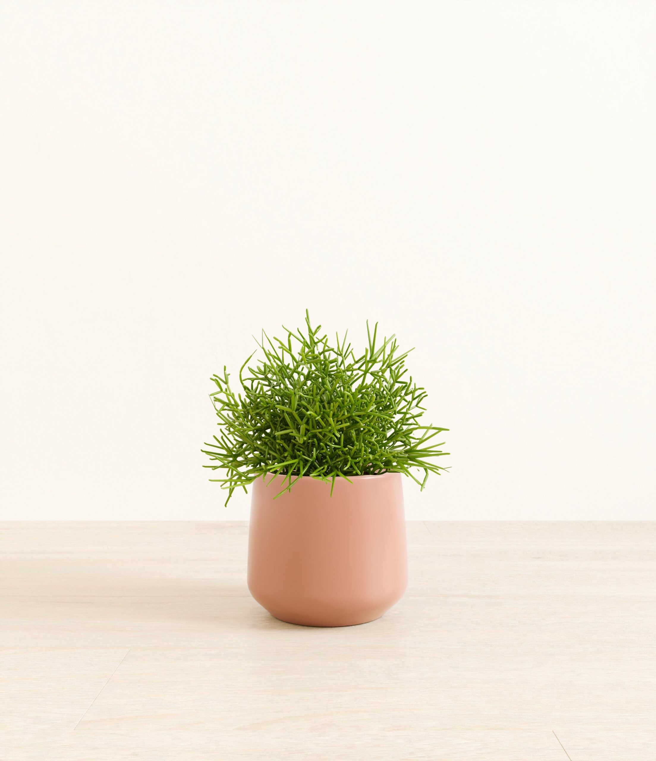 Medium_Mistletoe_Cactus_Amber__0001_Layer_1_copy_6.jpg