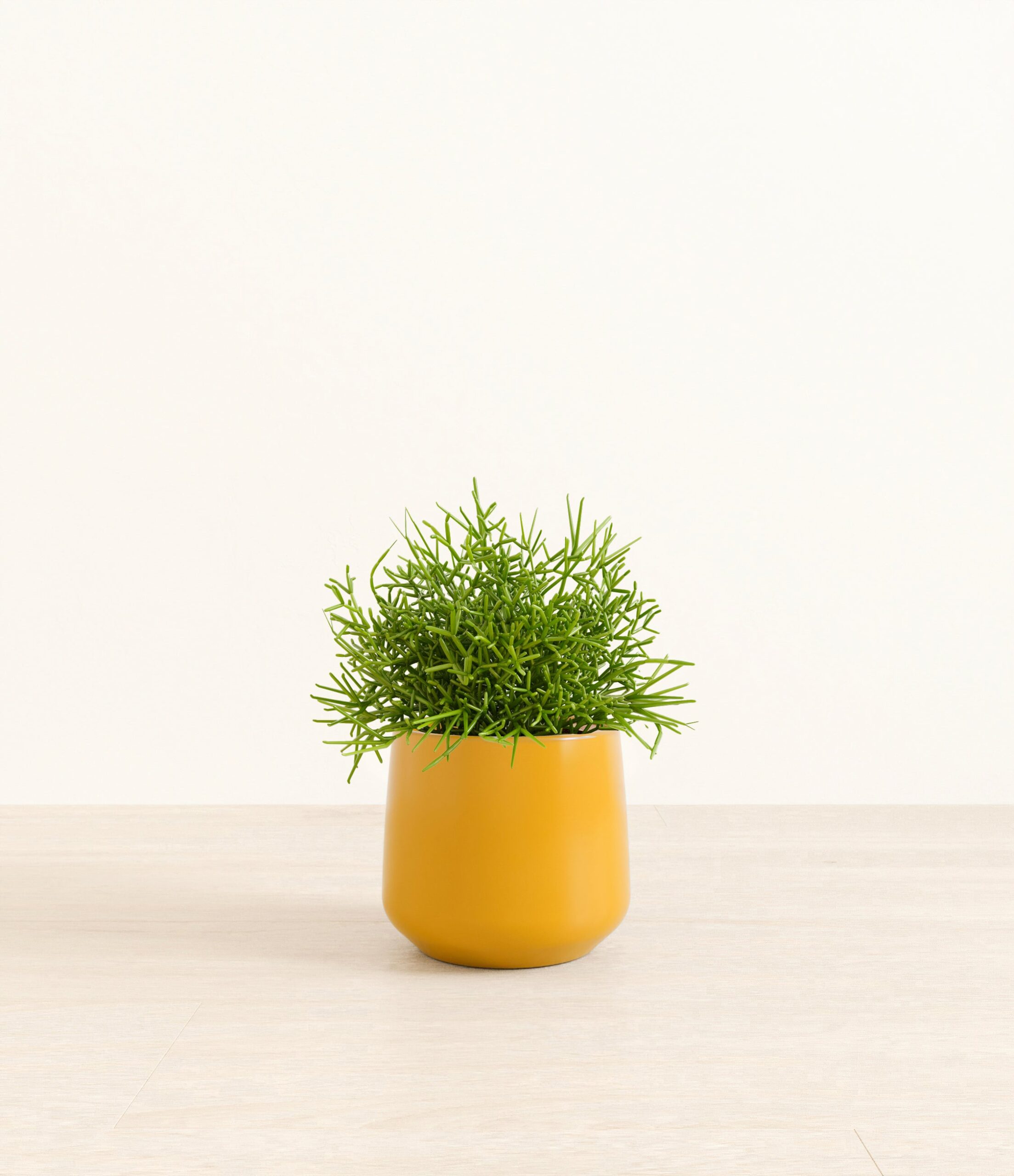Medium_Mistletoe_Cactus_Amber__0002_Layer_1_copy_5.jpg