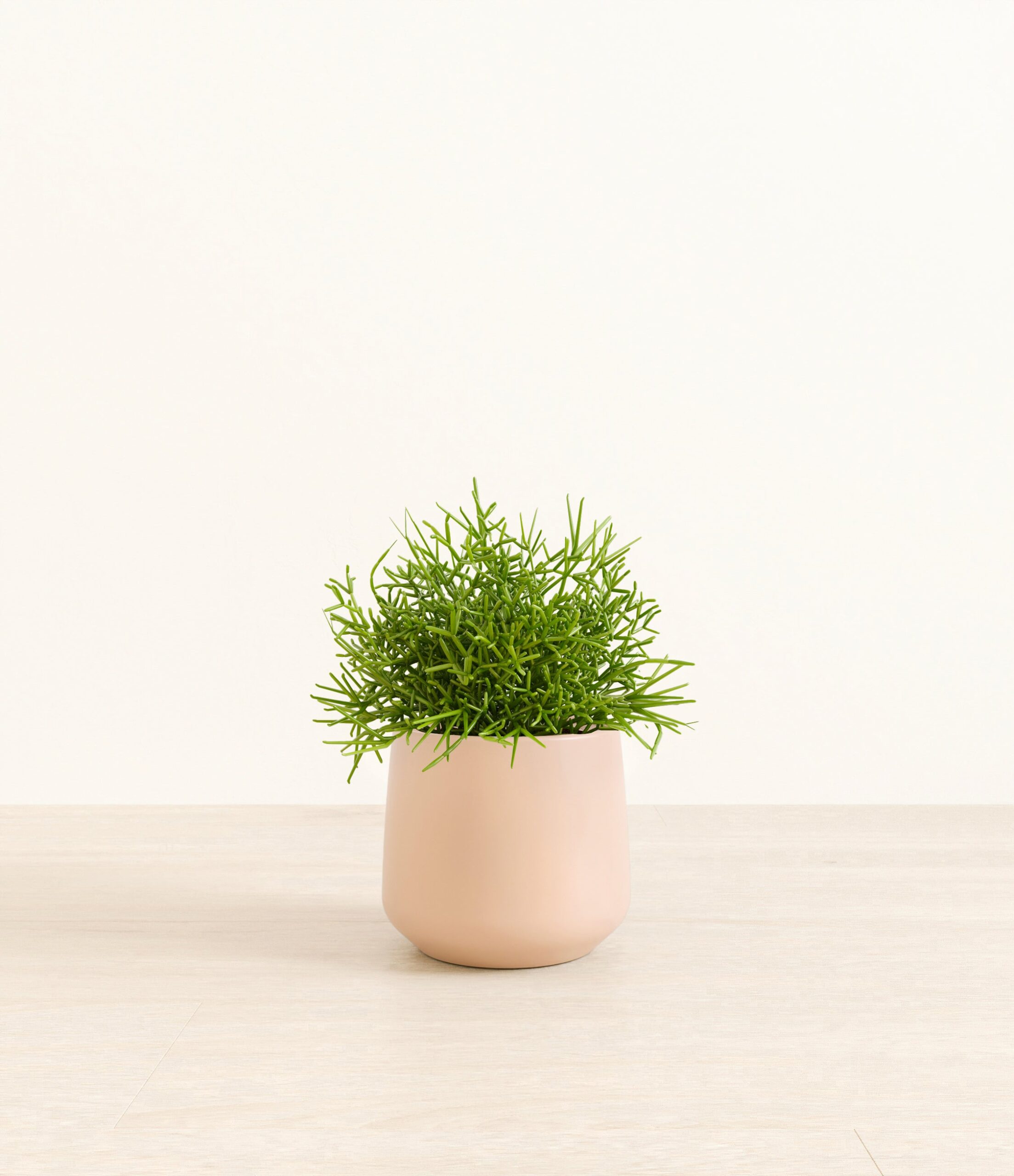 Medium_Mistletoe_Cactus_Amber__0003_Layer_1_copy_4.jpg