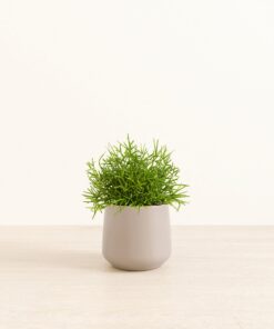 Mistletoe Cactus - Medium Amber