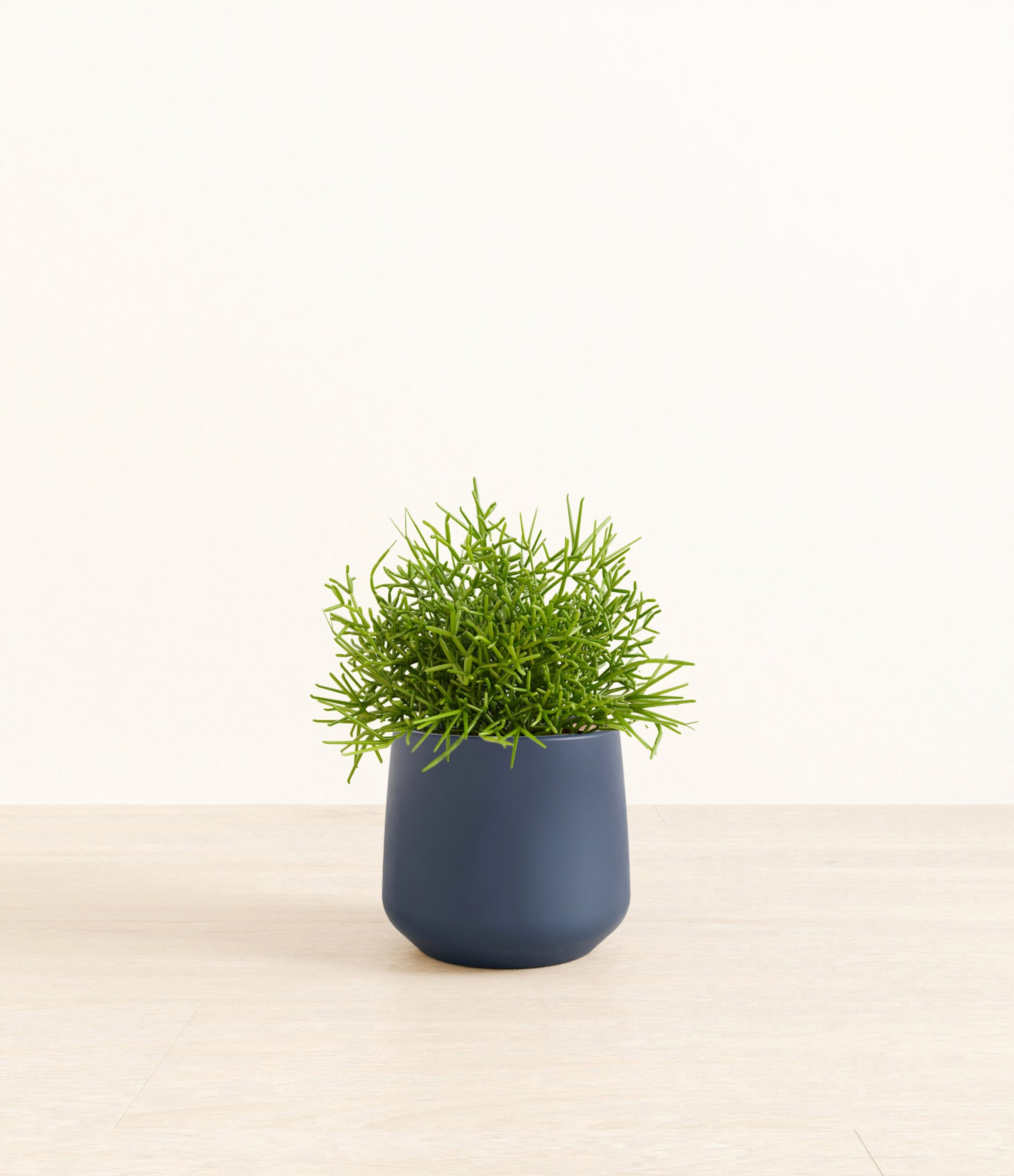 Medium_Mistletoe_Cactus_Amber__0005_Layer_1_copy_2.jpg