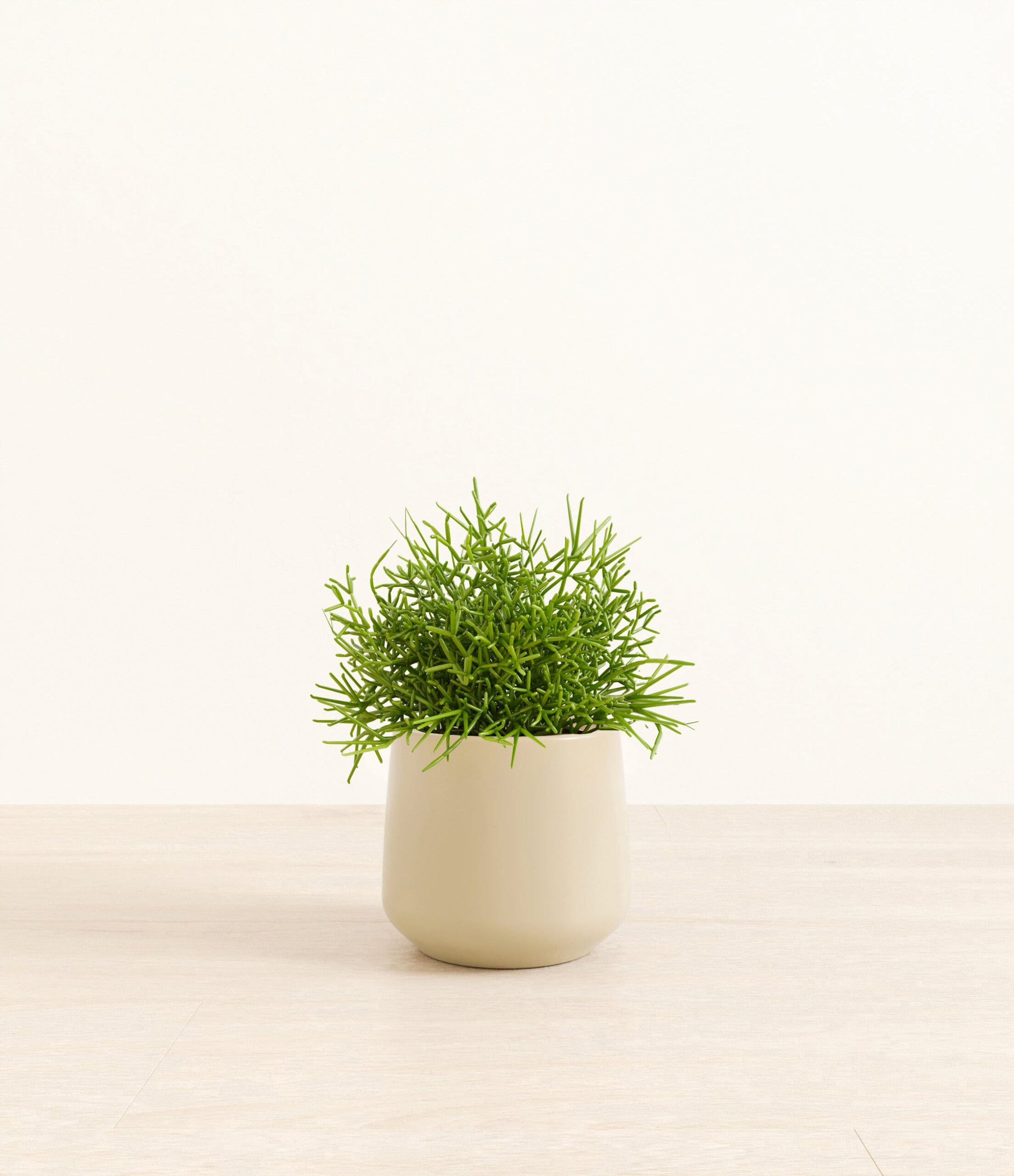 Medium_Mistletoe_Cactus_Amber__0006_Layer_1_copy.jpg
