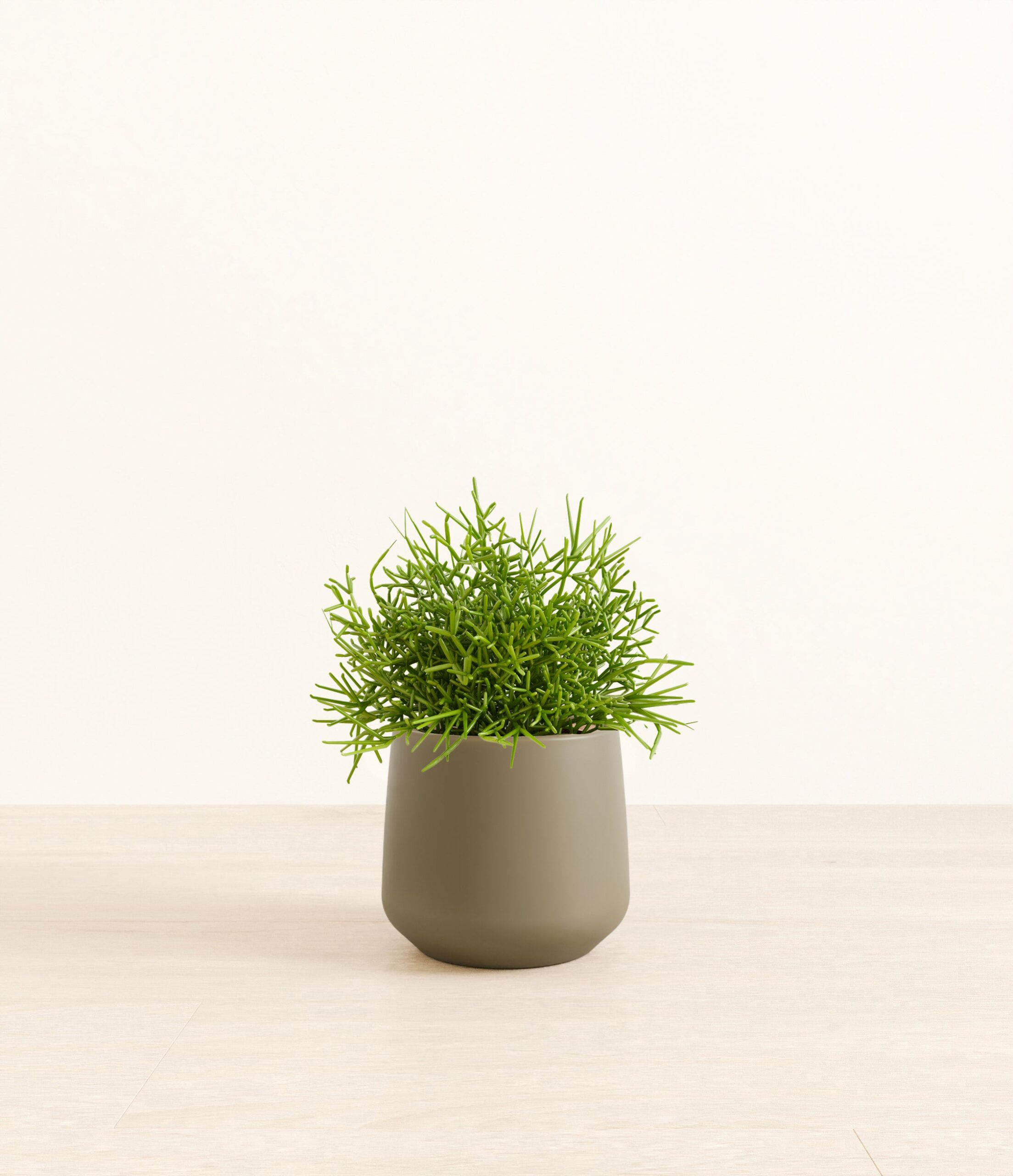 Medium_Mistletoe_Cactus_Amber__0007_Layer_1.jpg