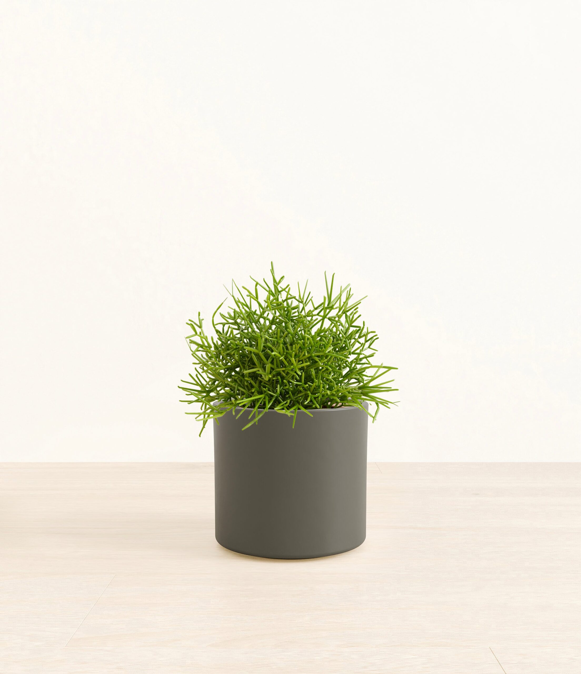 Medium_Mistletoe_Cactus_Era__0000_Layer_1_copy_4.jpg