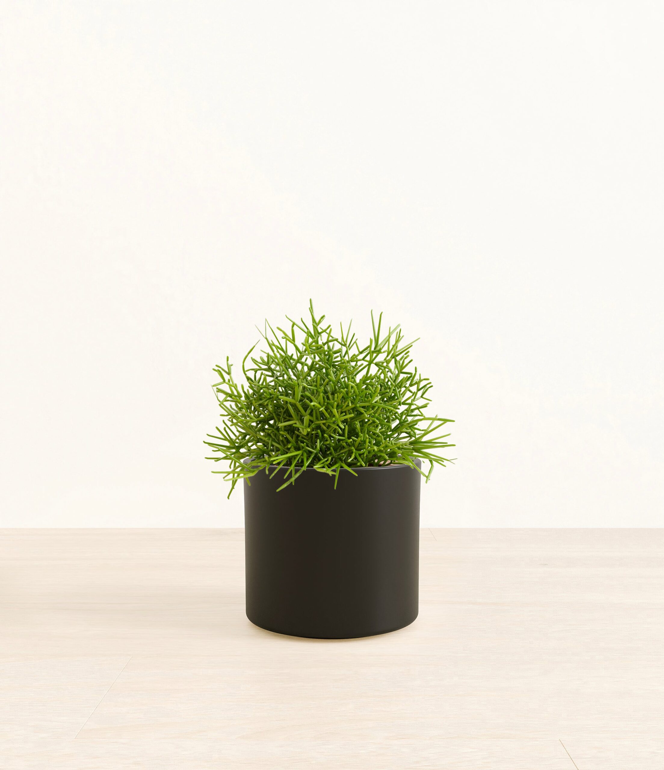 Medium_Mistletoe_Cactus_Era__0001_Layer_1_copy_3.jpg