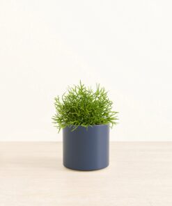 Mistletoe Cactus - Medium Era