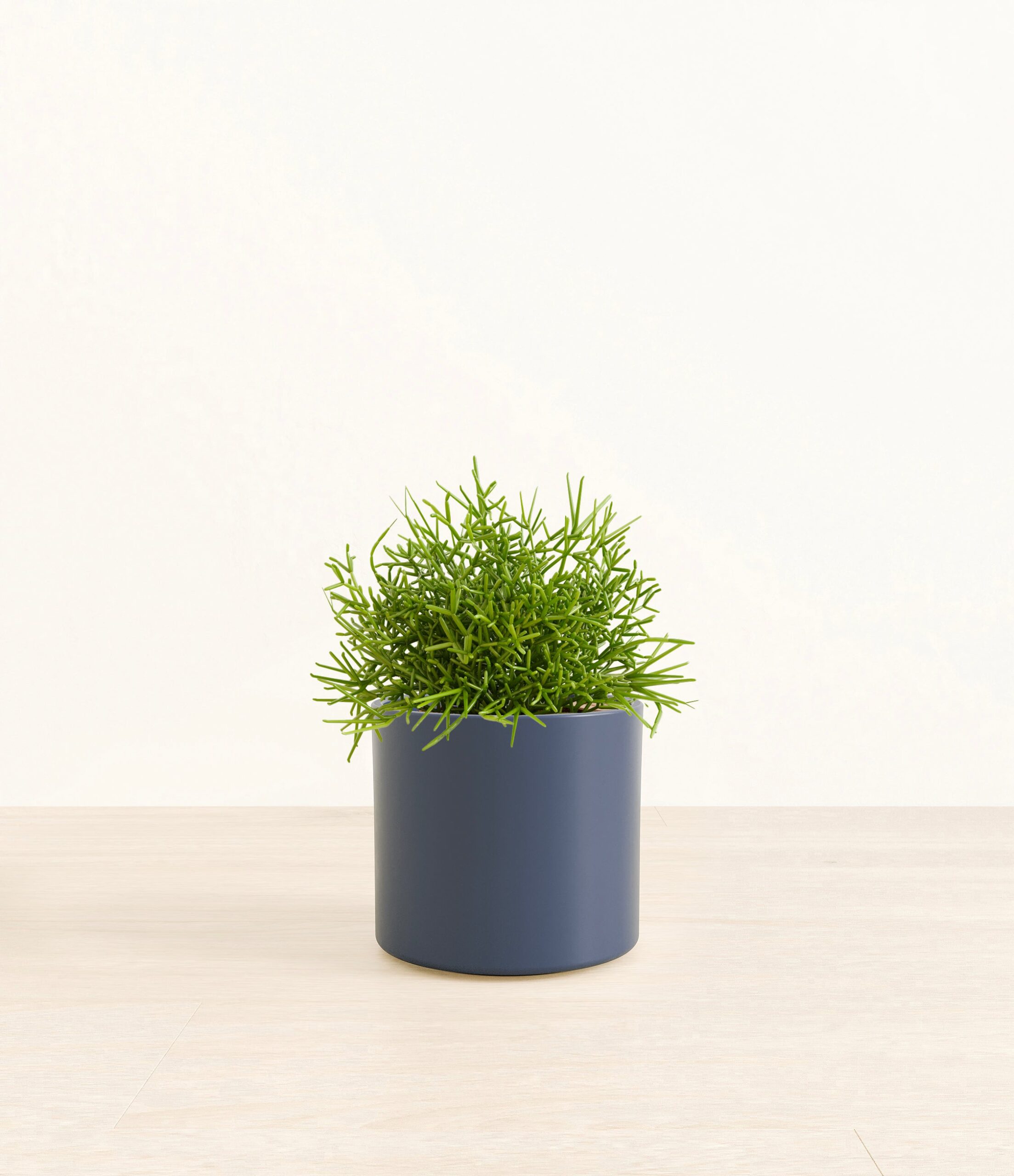 Medium_Mistletoe_Cactus_Era__0002_Layer_1_copy_2.jpg