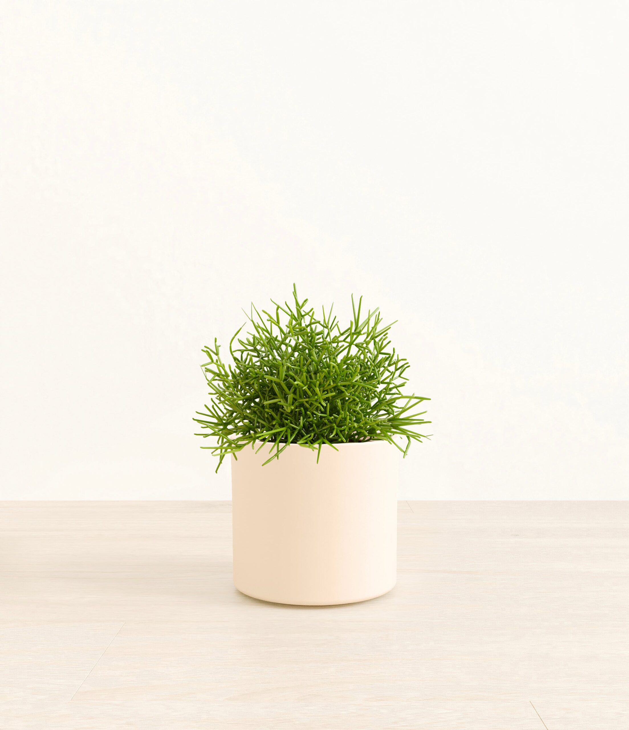 Medium_Mistletoe_Cactus_Era__0003_Layer_1_copy.jpg