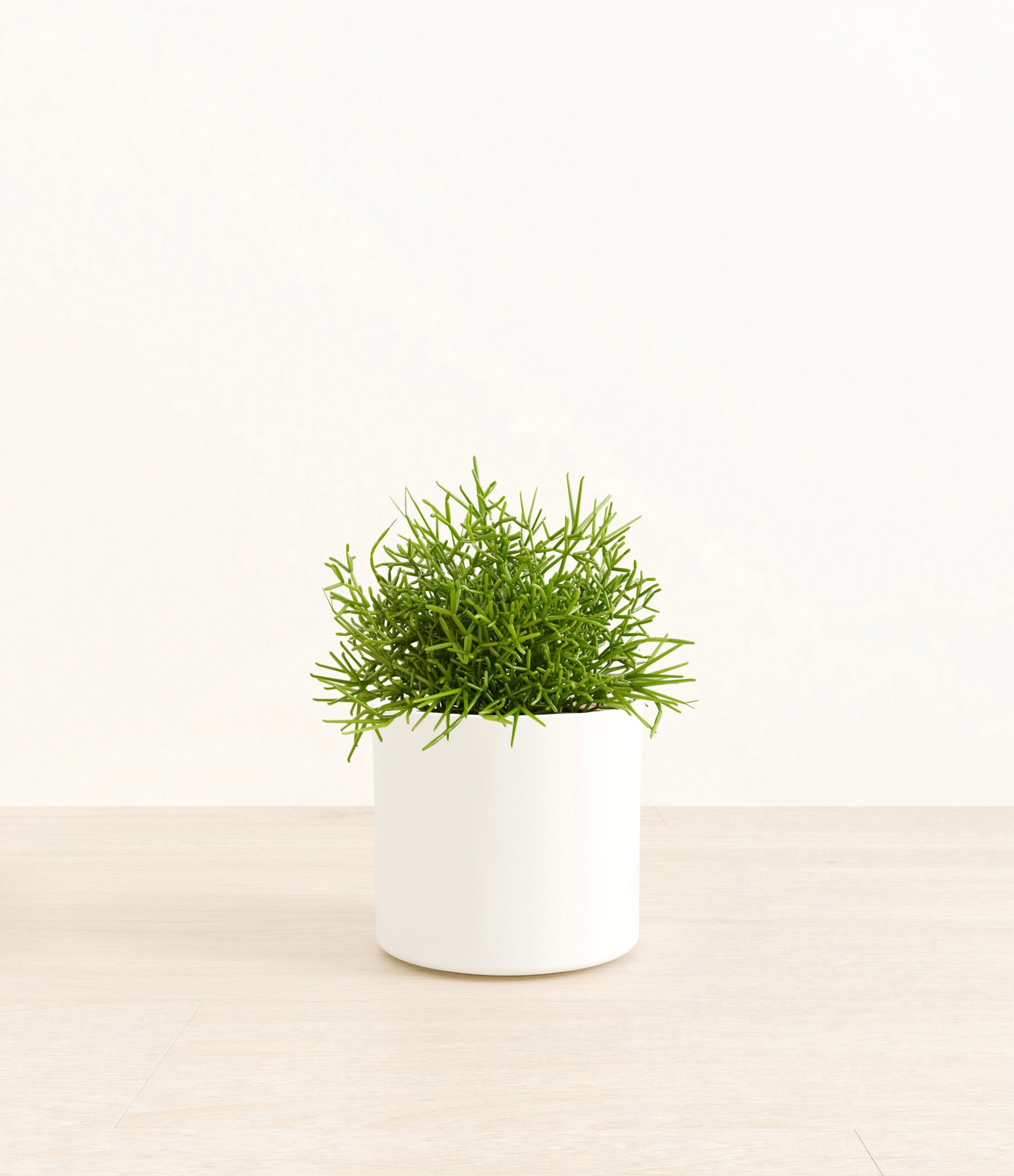 Medium_Mistletoe_Cactus_Era__0004_Layer_1.jpg