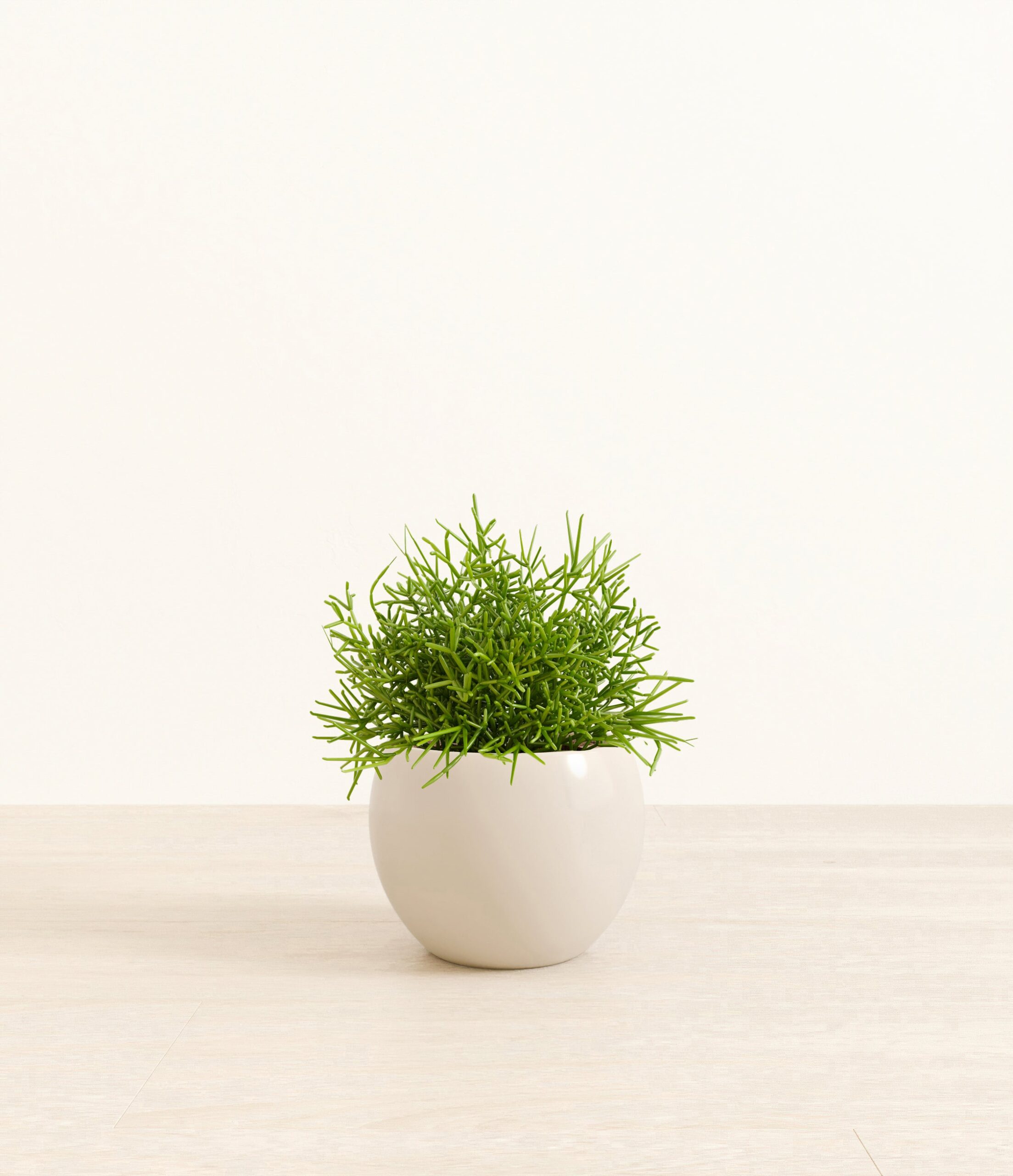 Medium_Mistletoe_Cactus_Monet__0000_Layer_1_copy_5.jpg
