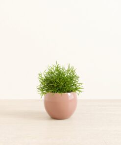 Mistletoe Cactus - Medium Monet
