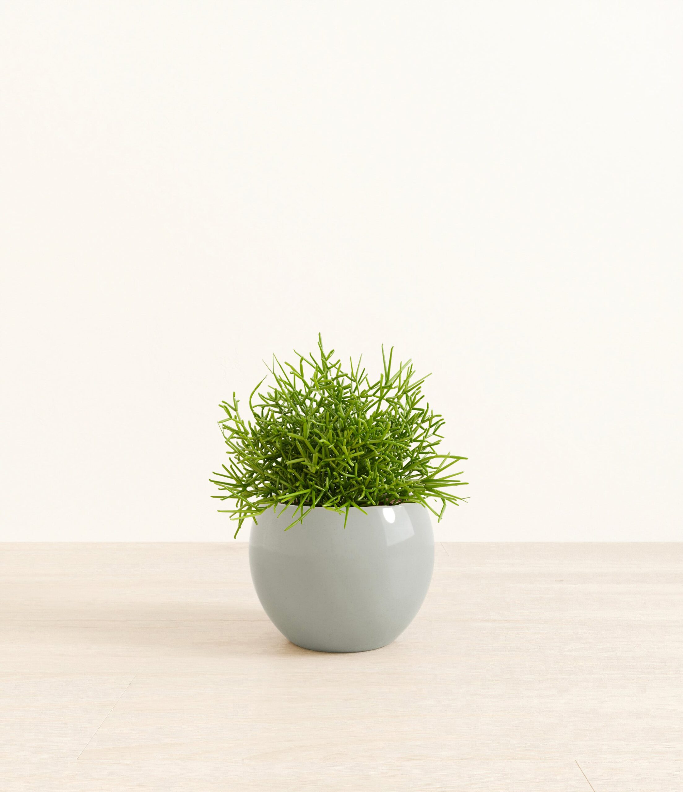 Medium_Mistletoe_Cactus_Monet__0002_Layer_1_copy_3.jpg