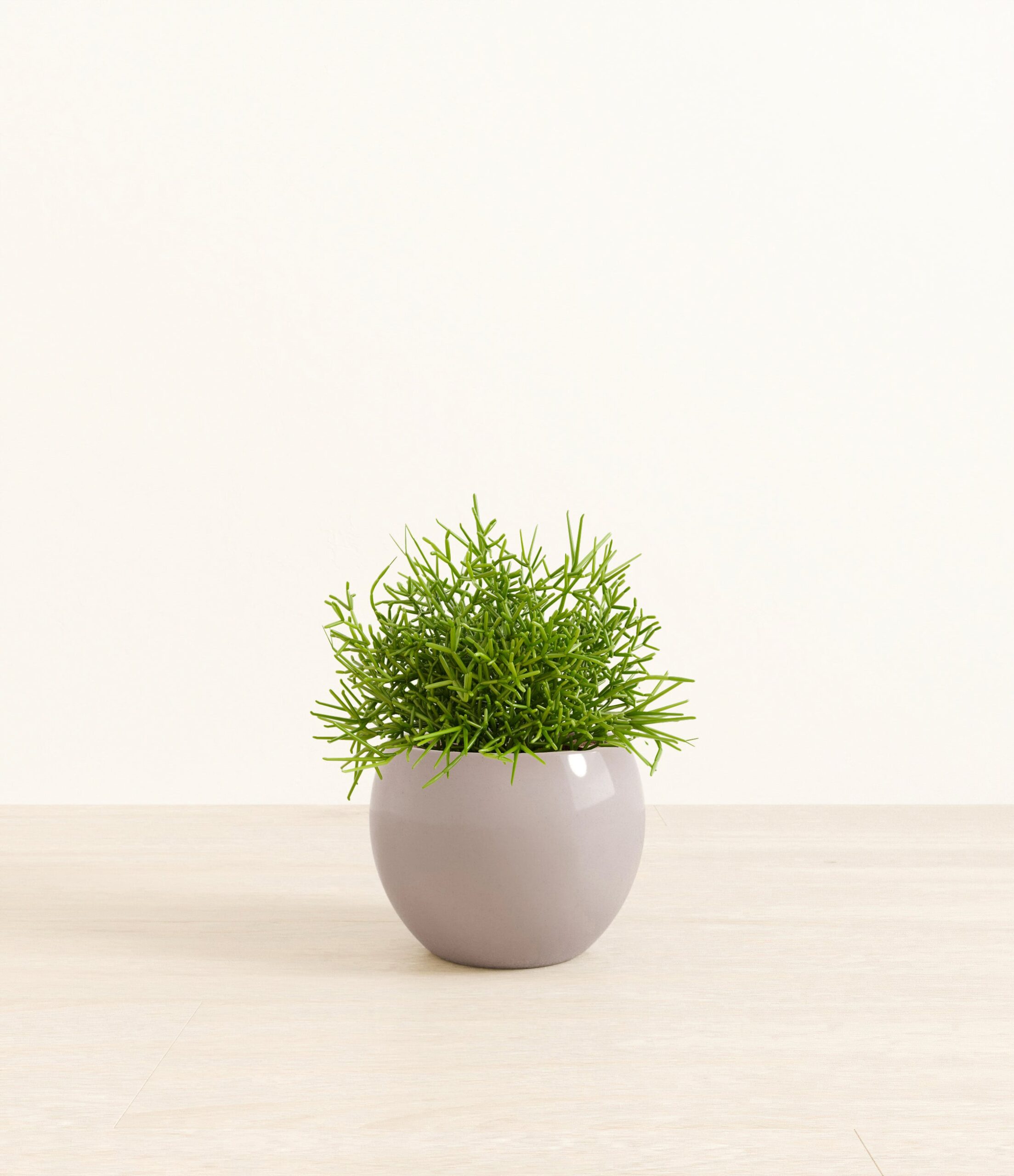 Medium_Mistletoe_Cactus_Monet__0003_Layer_1_copy_2.jpg