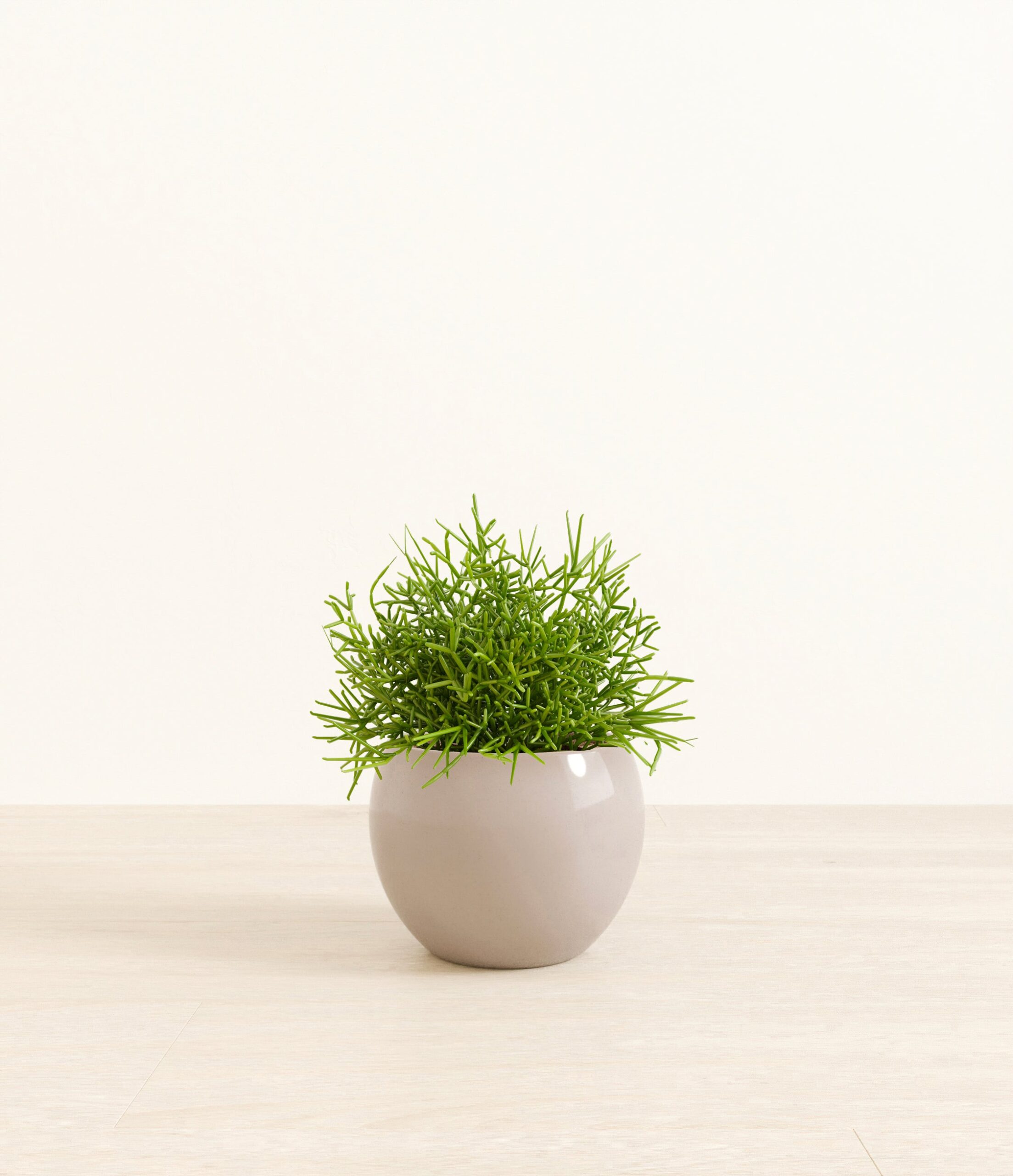Medium_Mistletoe_Cactus_Monet__0004_Layer_1_copy.jpg