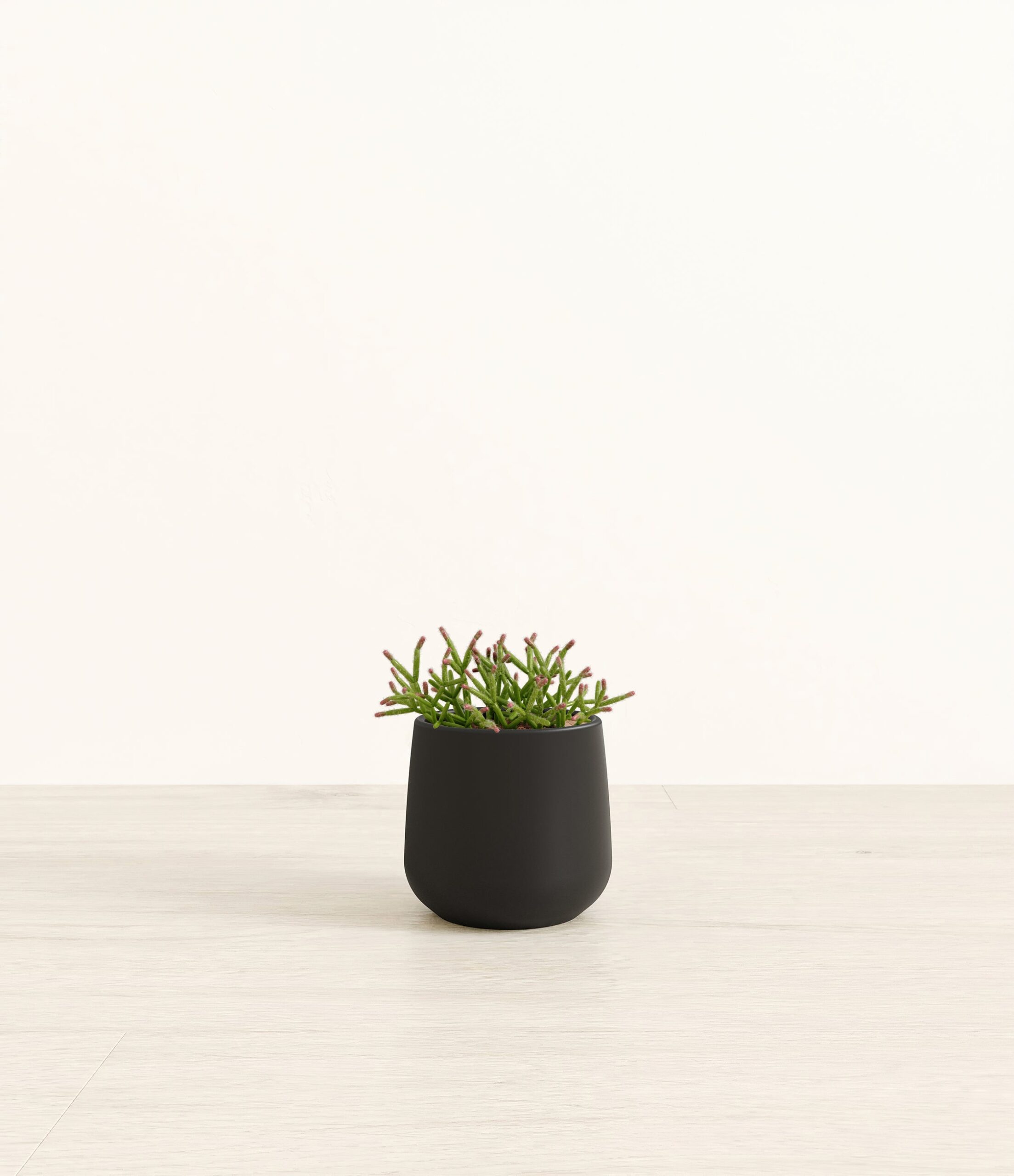 MistletoeCactusAmber_small_black.jpg