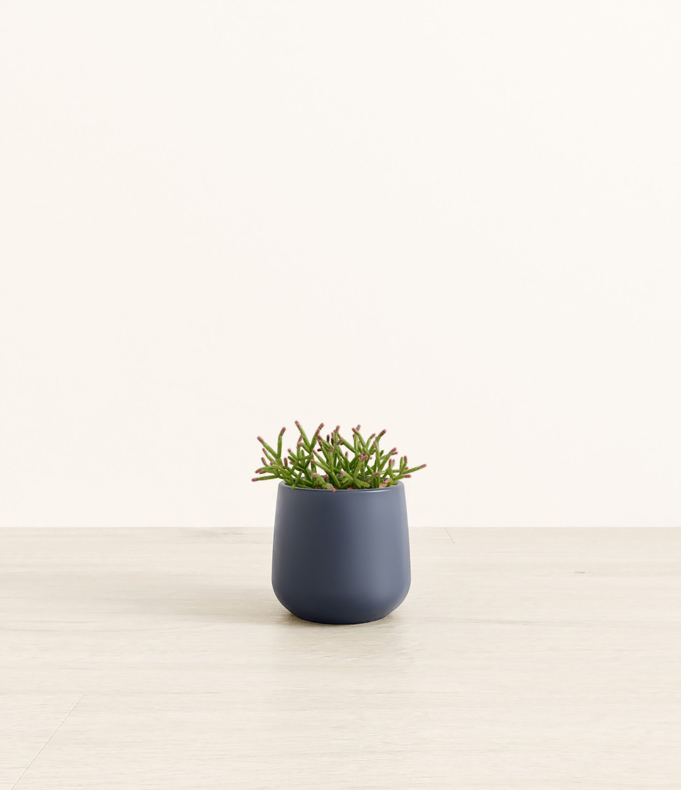 MistletoeCactusAmber_small_blue.jpg