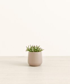 Mistletoe Cactus - Small Amber