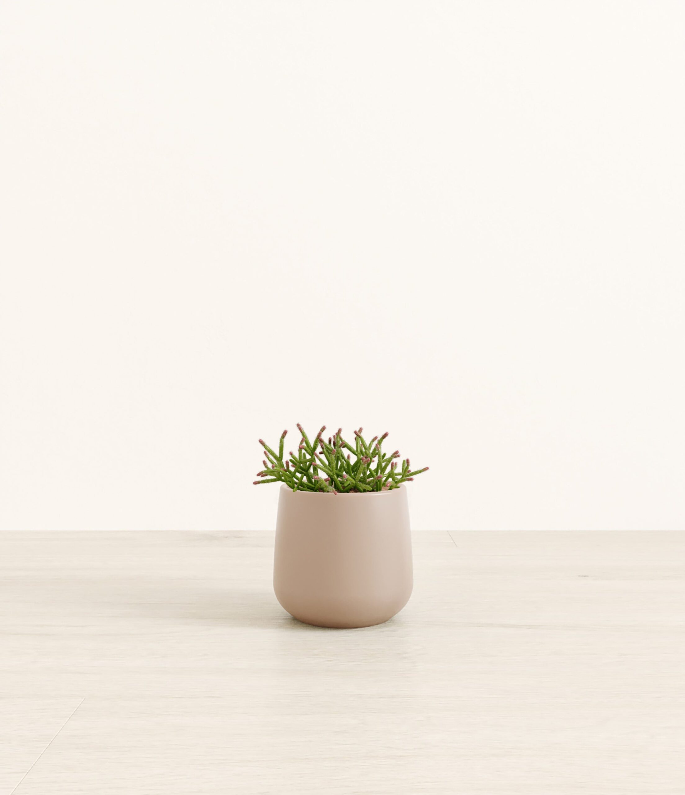 MistletoeCactusAmber_small_light_grey.jpg