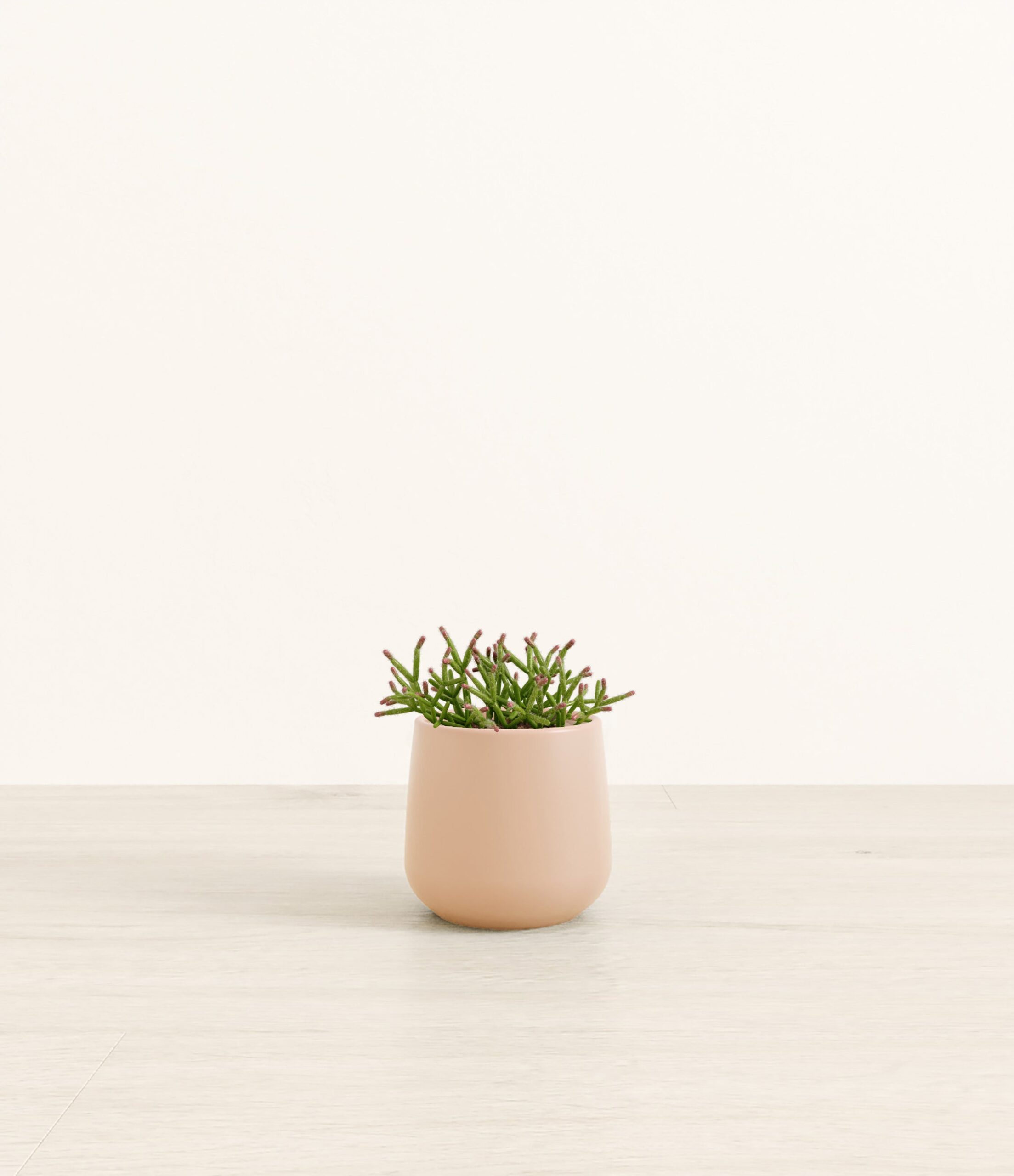 MistletoeCactusAmber_small_light_pink.jpg