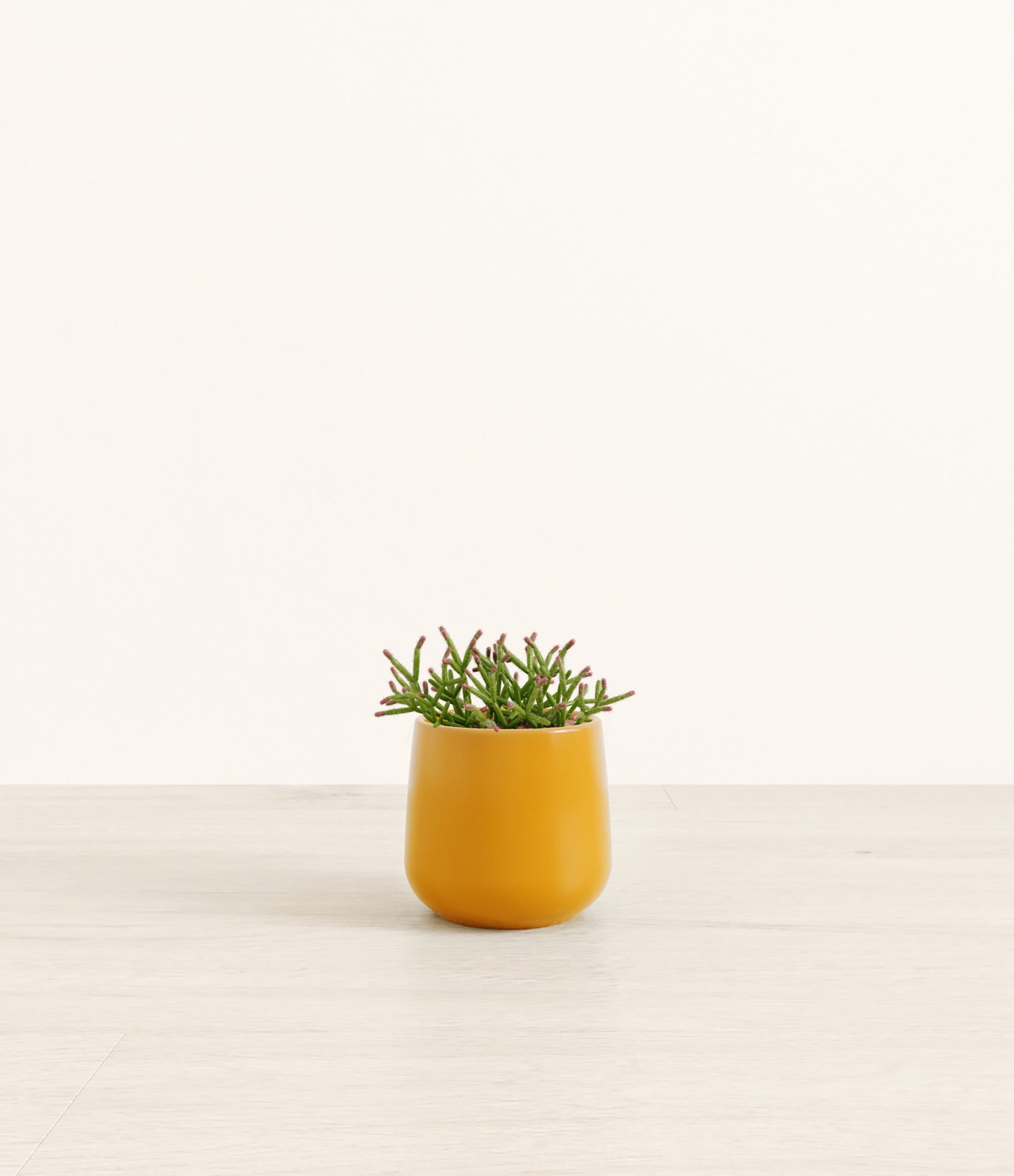 MistletoeCactusAmber_small_mustard_yellow.jpg