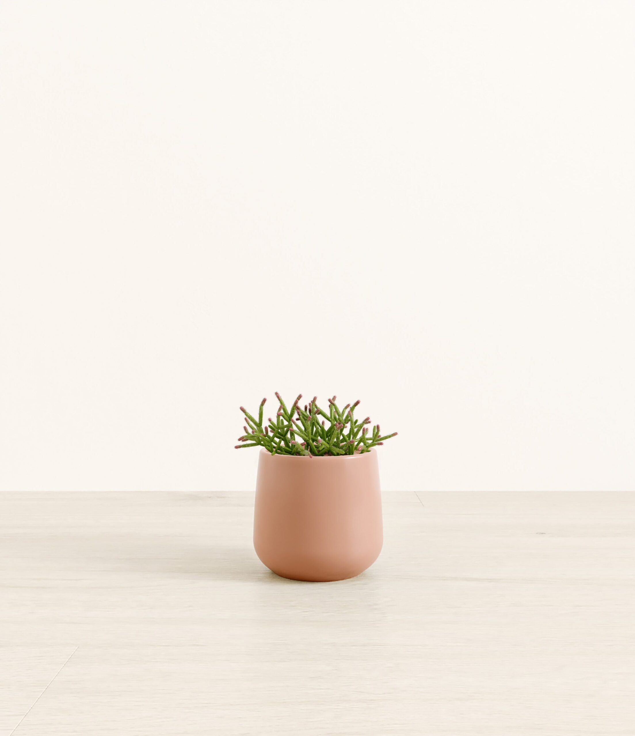 MistletoeCactusAmber_small_old_rose.jpg