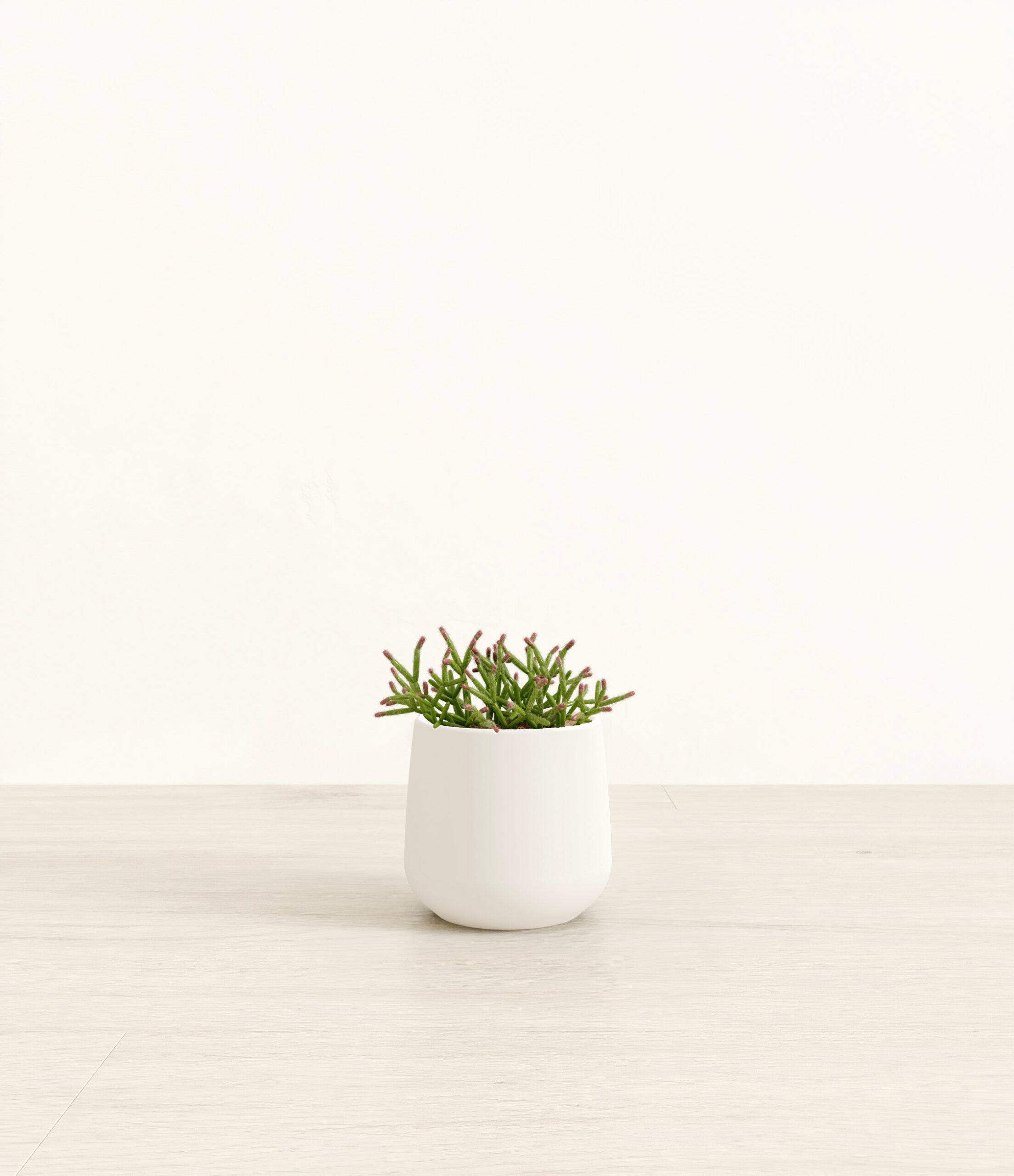 MistletoeCactusAmber_small_white-2.jpg