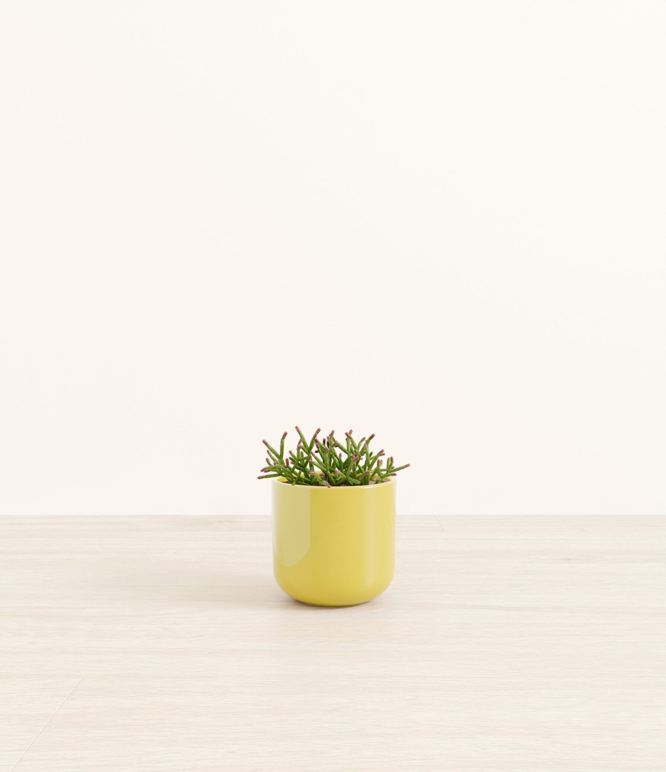 MistletoeCactusSmall_Key-lime_Yellow.jpg