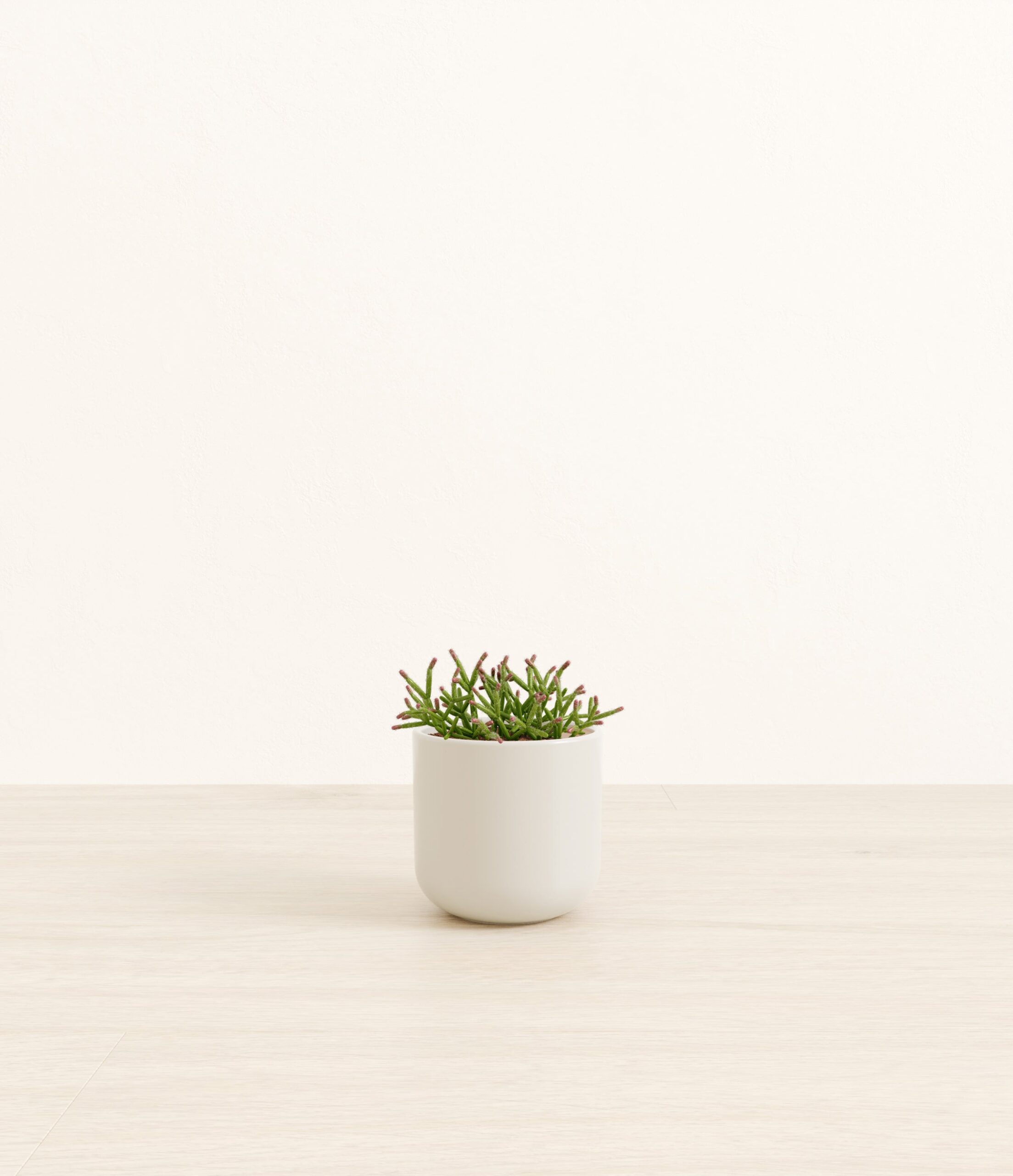 MistletoeCactusSmall_Natural_Bamboo.jpg
