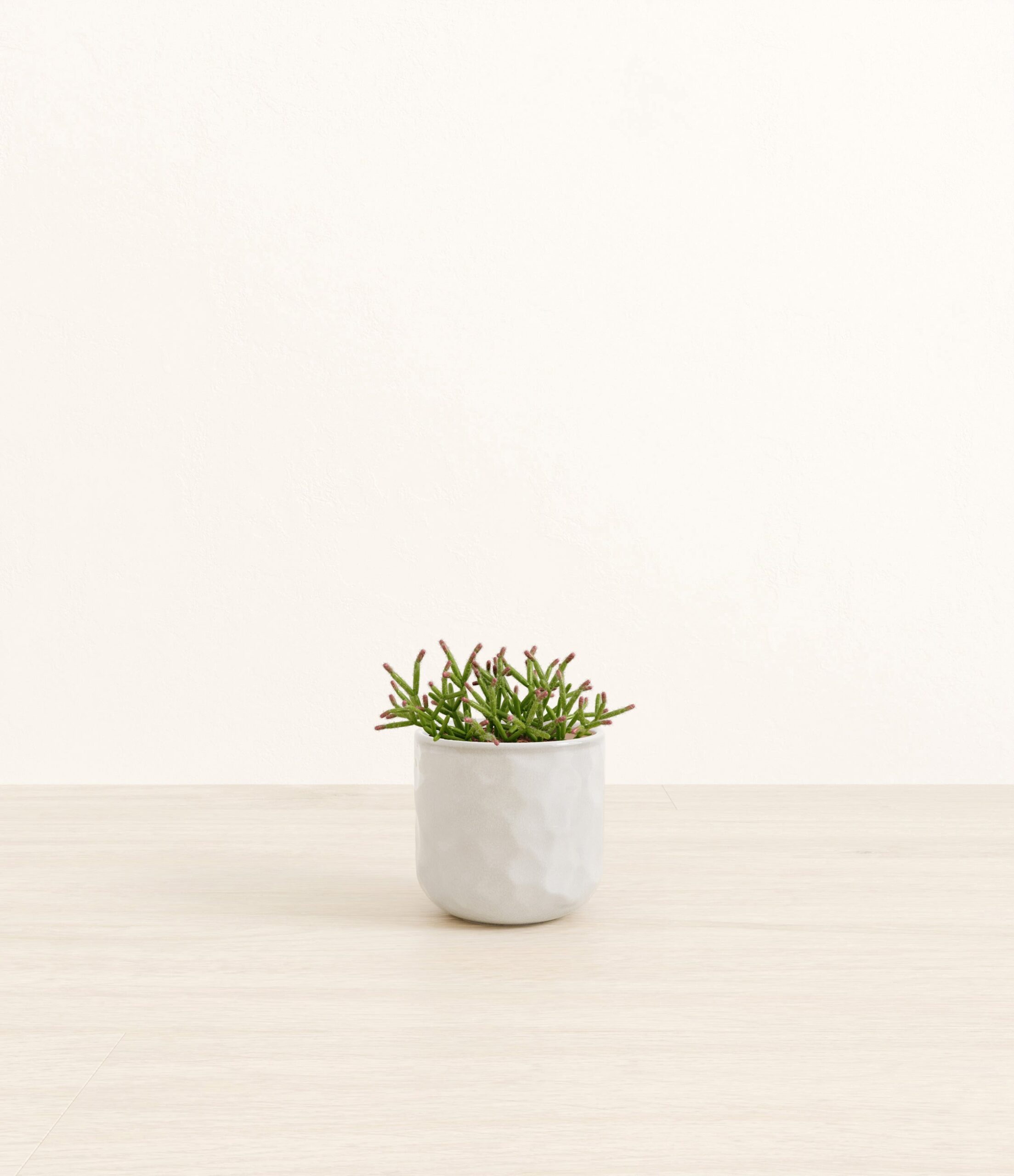 Mistletoe_Cactus_Hammerd_Ivory.jpg