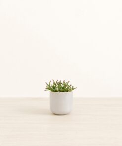 Mistletoe Cactus - Small Small Yoko