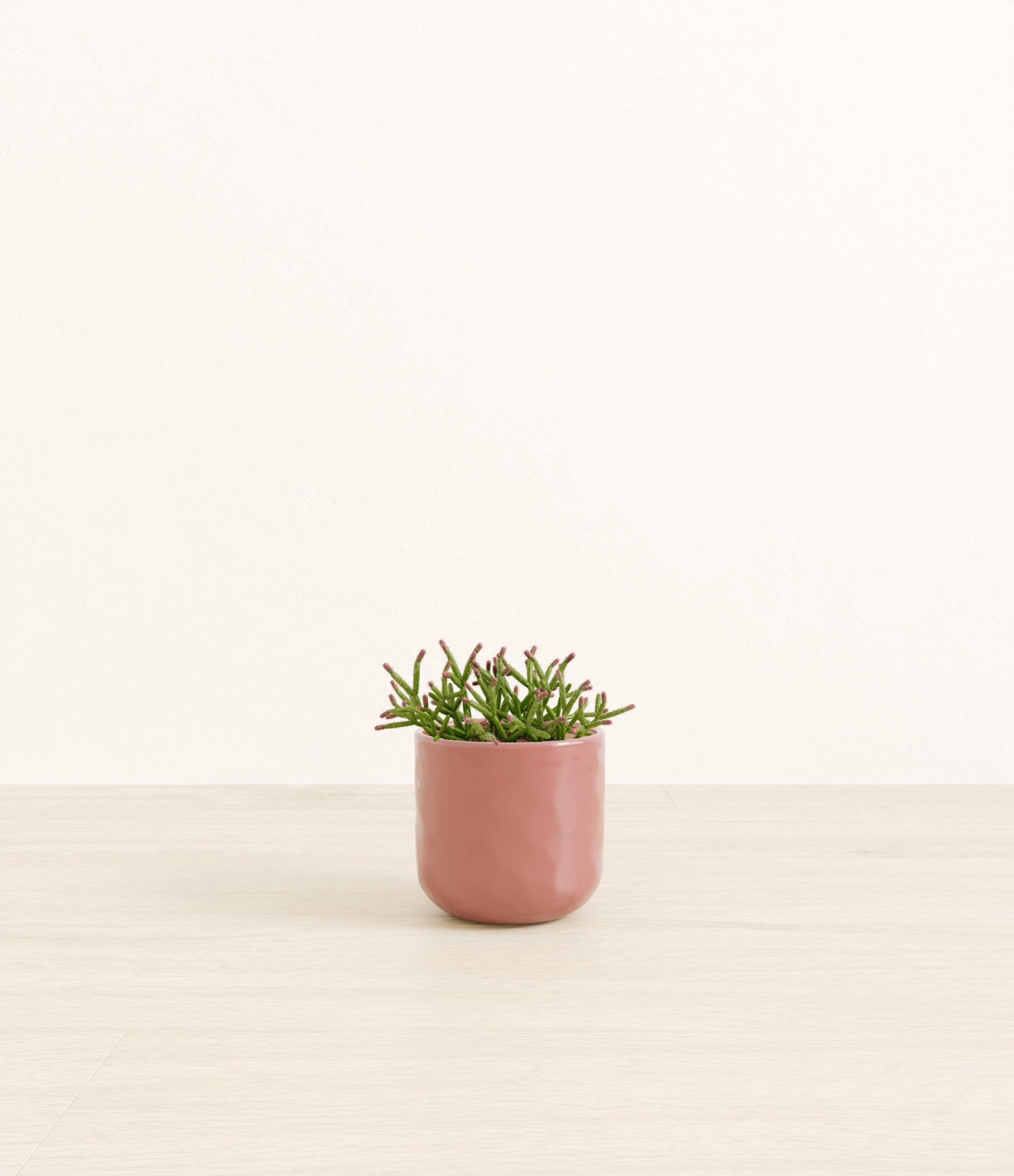 Mistletoe_Cactus_pink_hammered.jpg