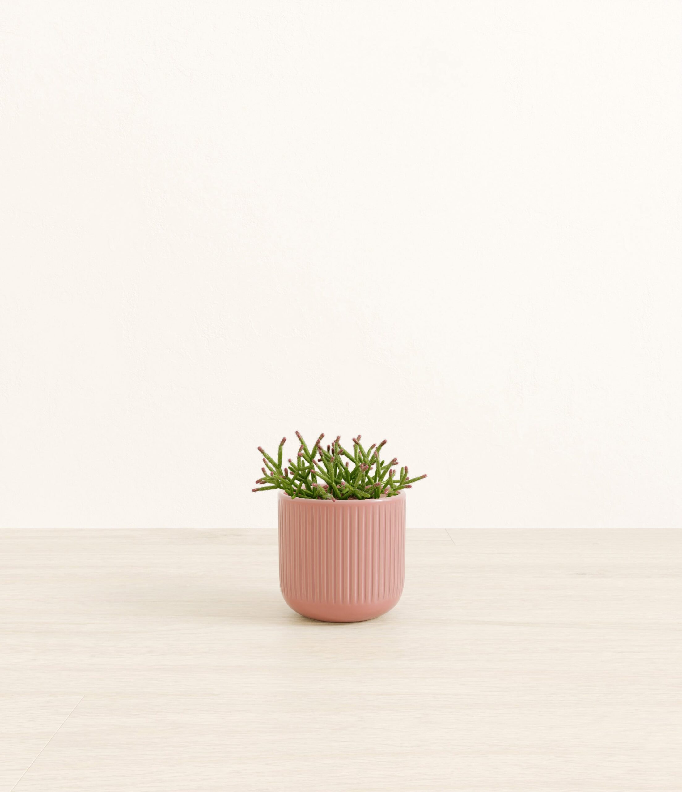 Mistletoe_Cactus_pink_striped.jpg