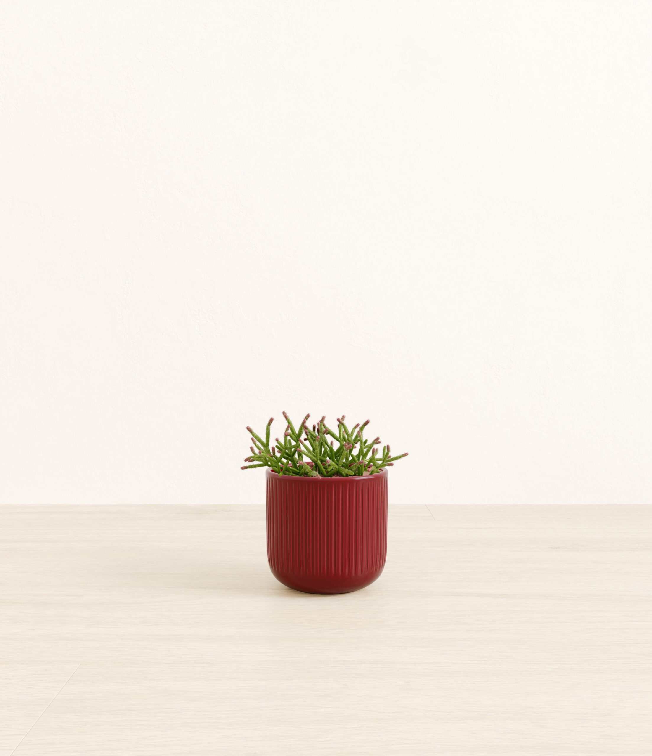 Mistletoe_Cactus_red_striped.jpg