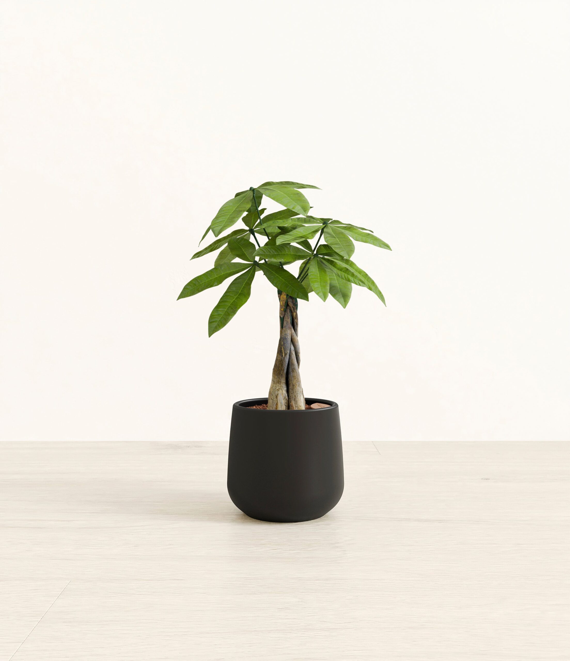 MoneyTreeAmber_small_black_57ba1cda-b05c-43a8-a830-5713381e04fb.jpg