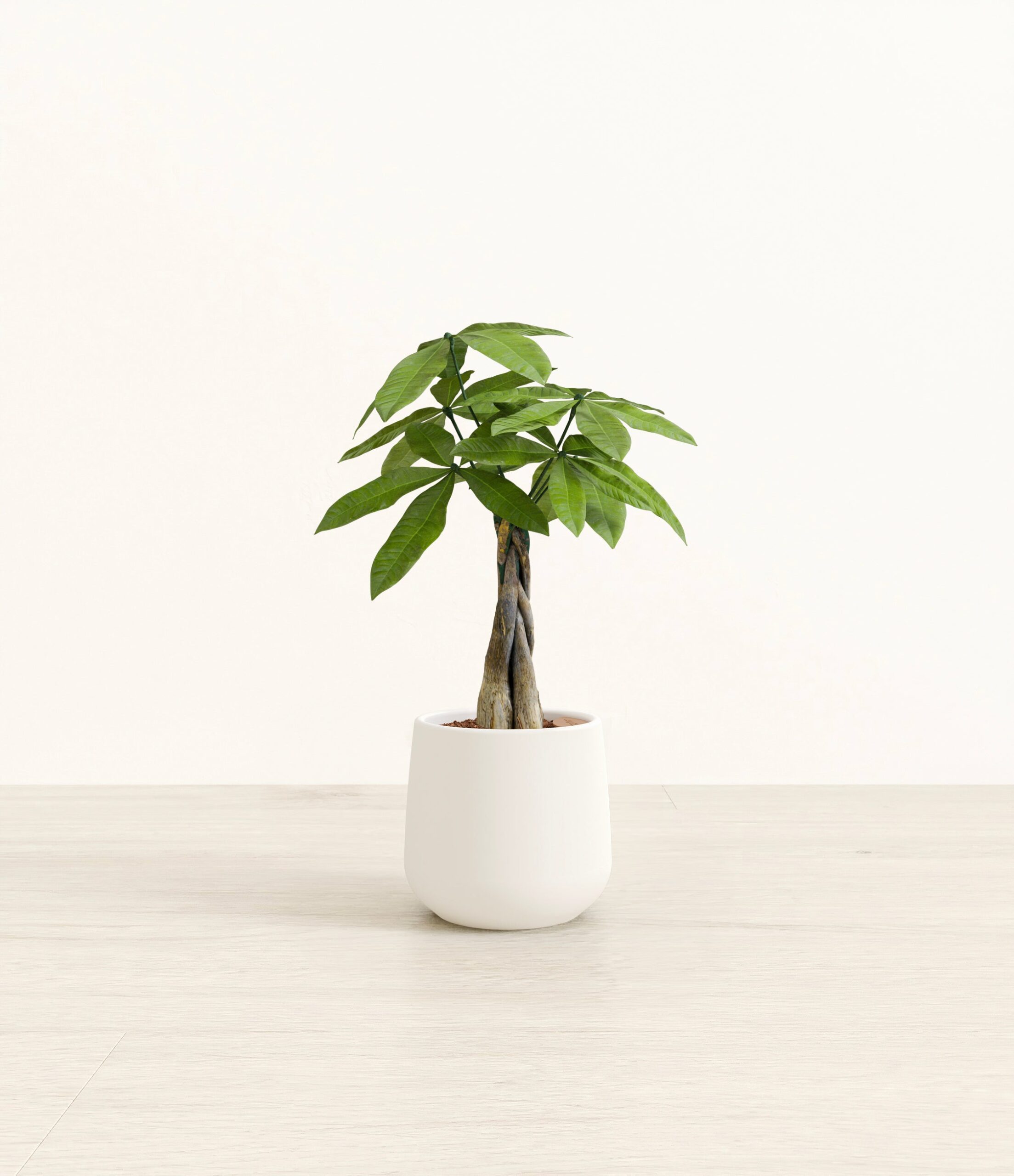 MoneyTreeAmber_small_white-2.jpg